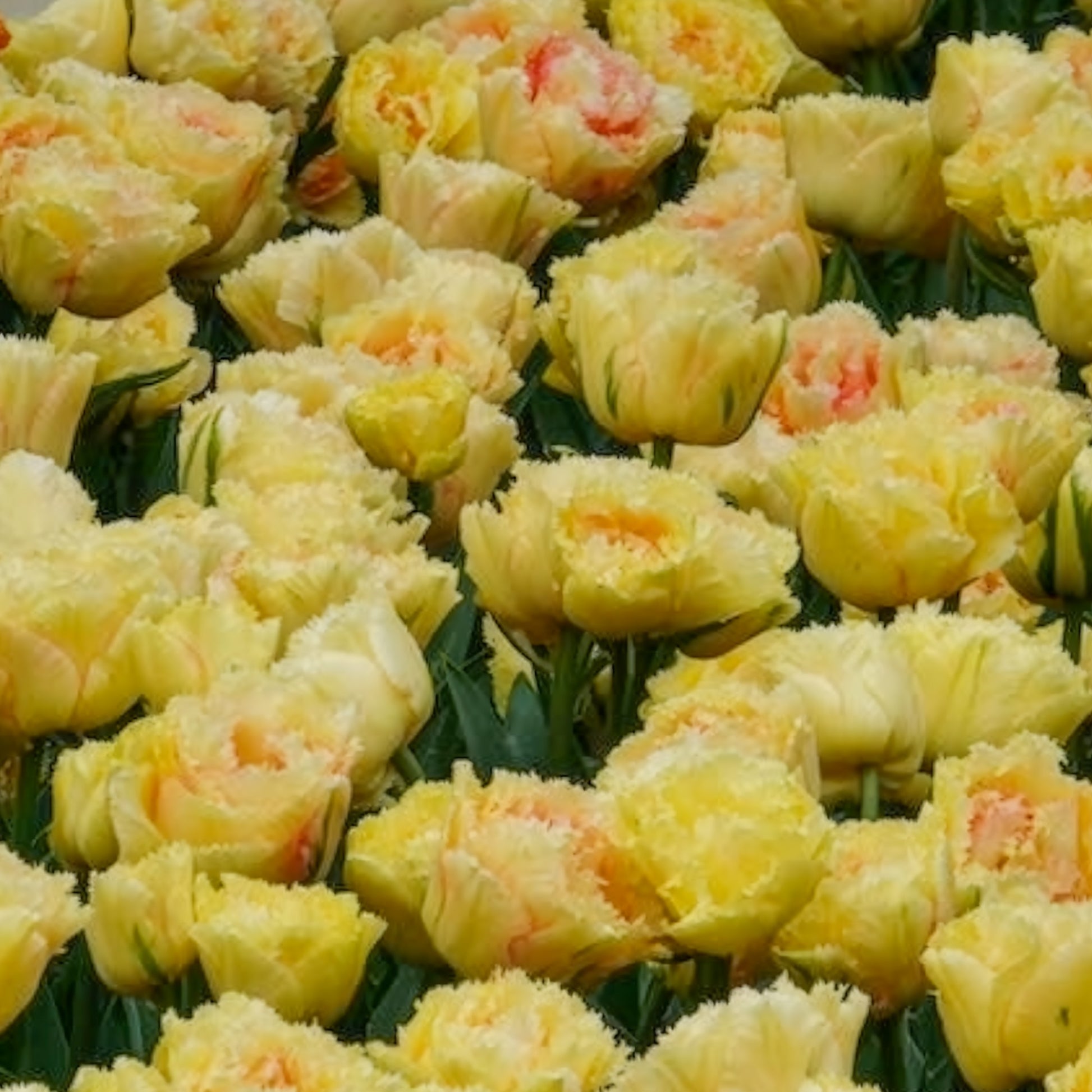 Tulpen Vaya con Dios - Tulipa vaya con dios - Bakker