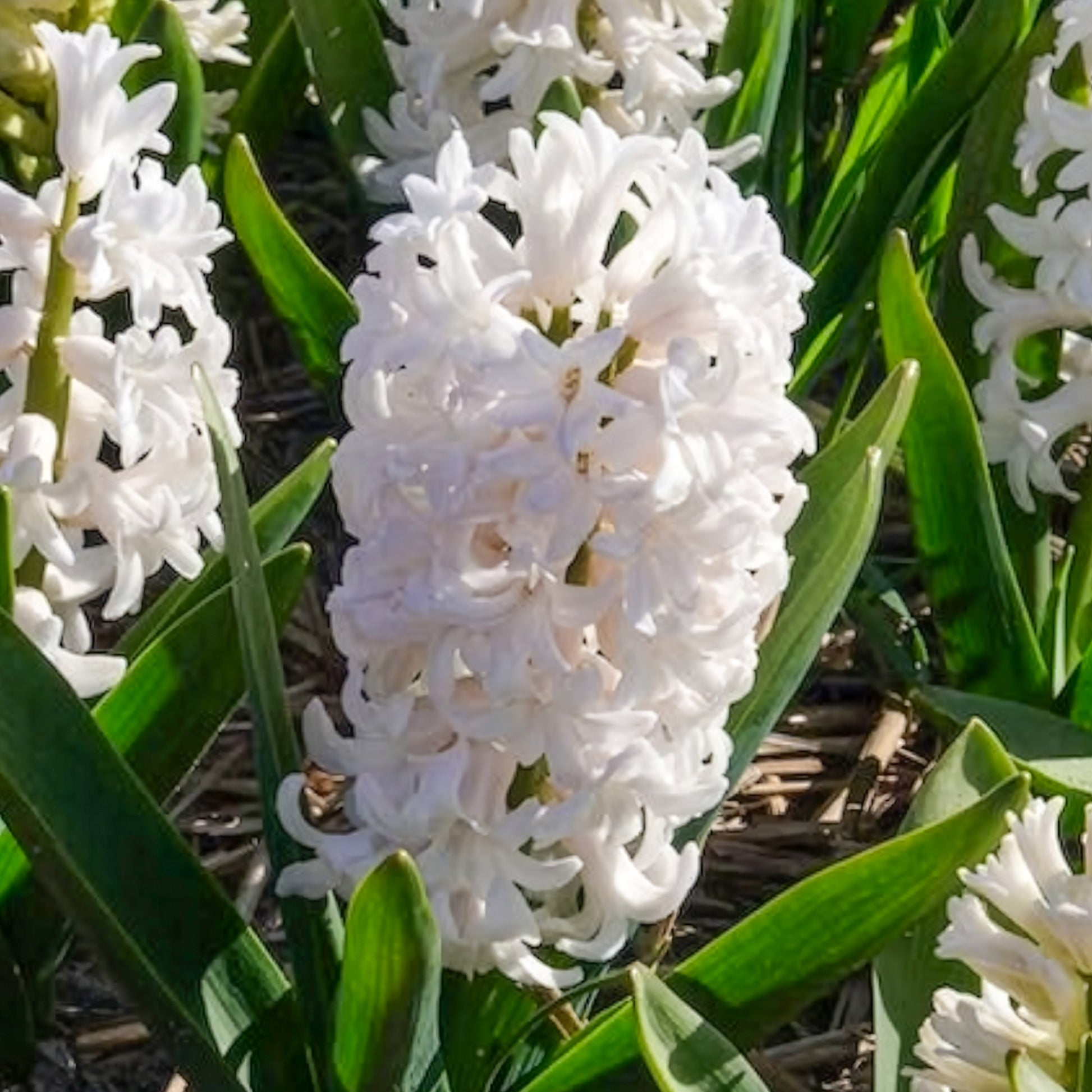 Hyacinthus orientalis - Weiße Hyazinthen (x3) - Hyazinthen-Zwiebeln