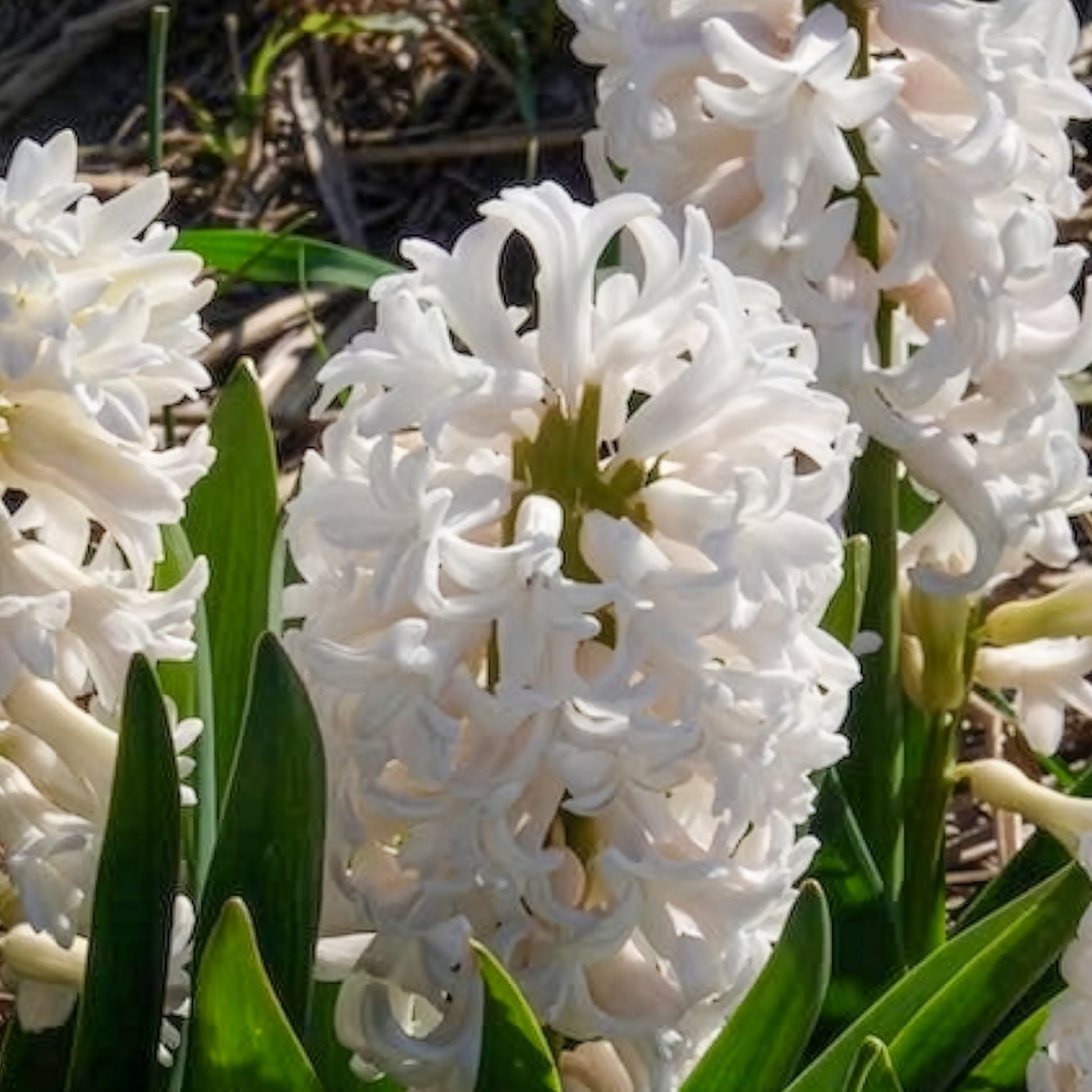 Weiße Hyazinthen (x3) - Hyacinthus orientalis - Bakker