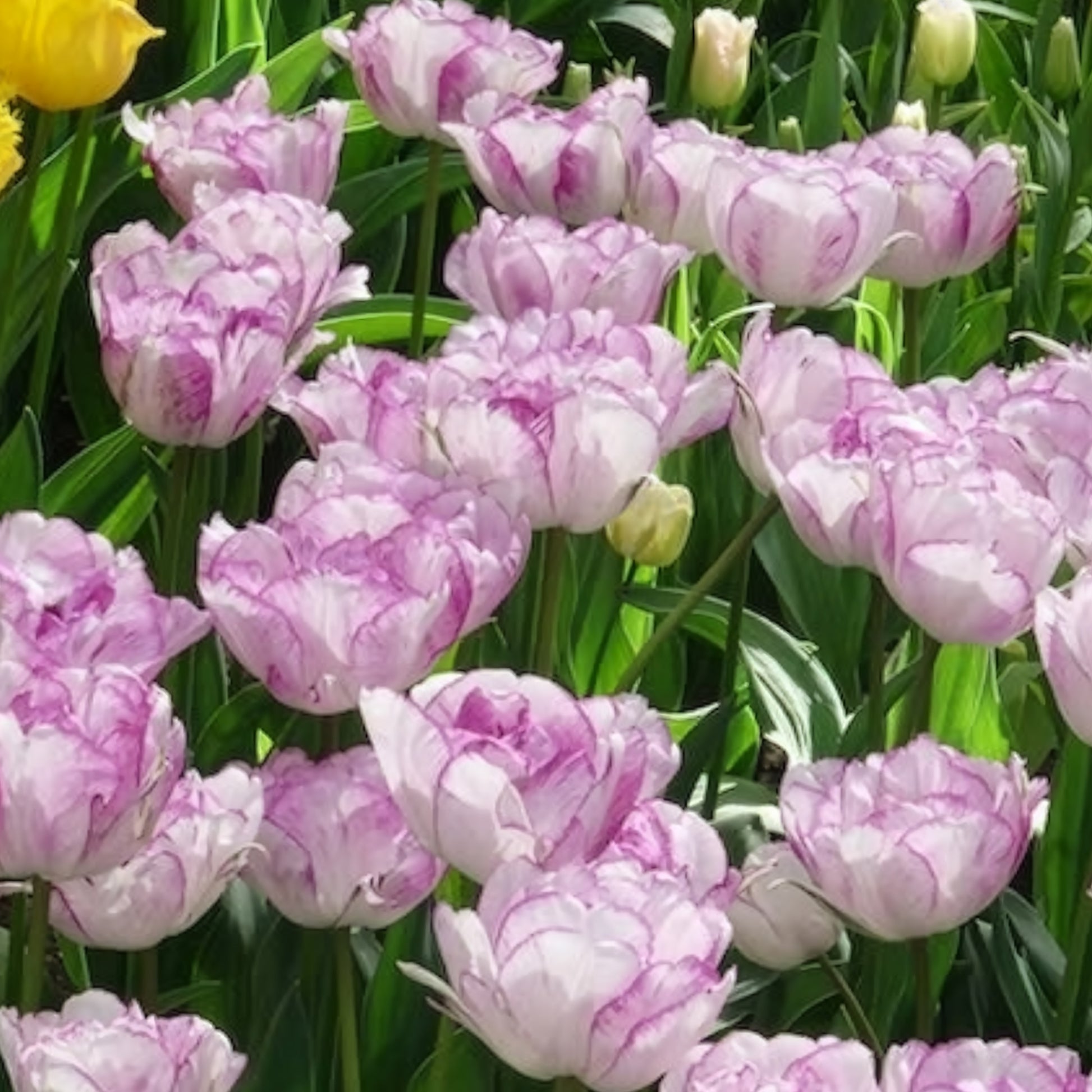 Tulpen-Zwiebeln - Pfingstrose Tulpe 'Shirley Double' (x5) - Tulipa Shirley Double