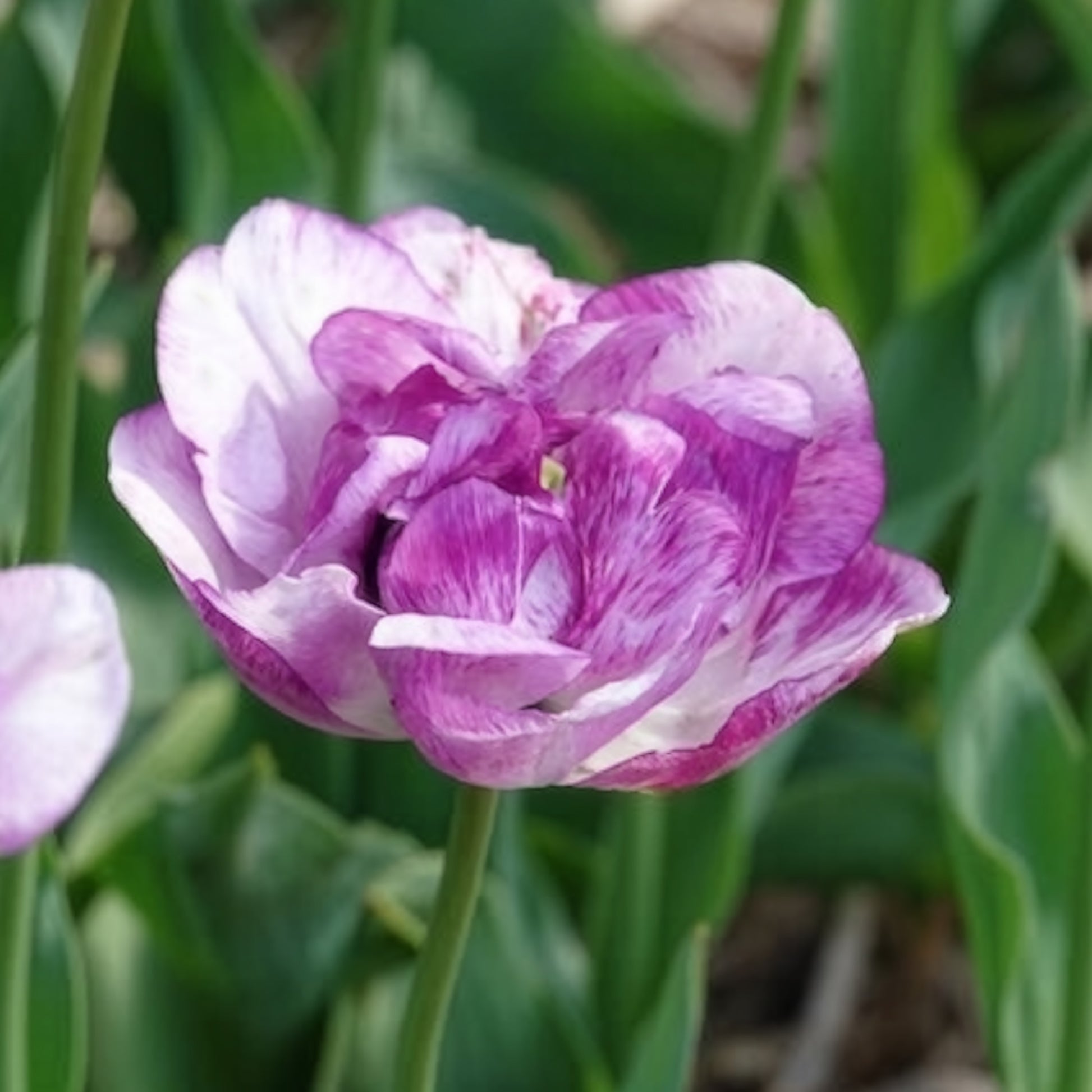 Pfingstrose Tulpe 'Shirley Double' (x5) - Tulipa Shirley Double - Bakker