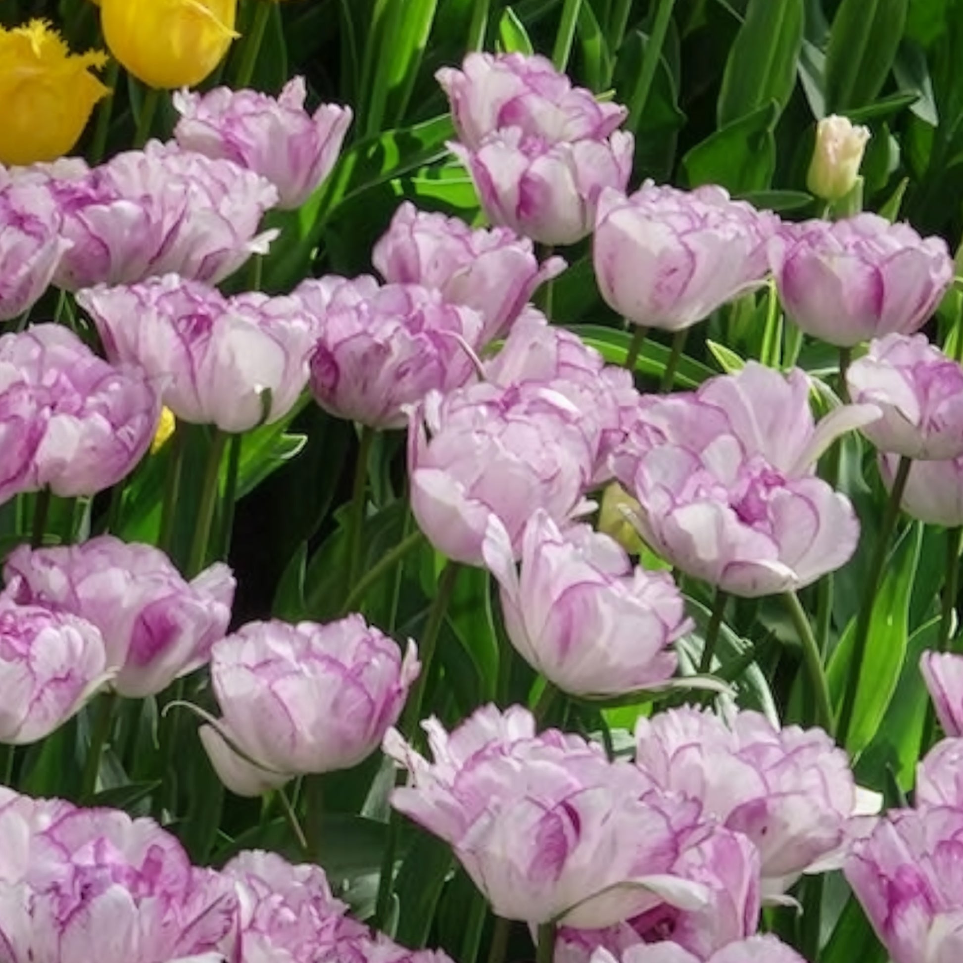 Tulipa Shirley Double - Pfingstrose Tulpe 'Shirley Double' (x5) - Tulpen-Zwiebeln