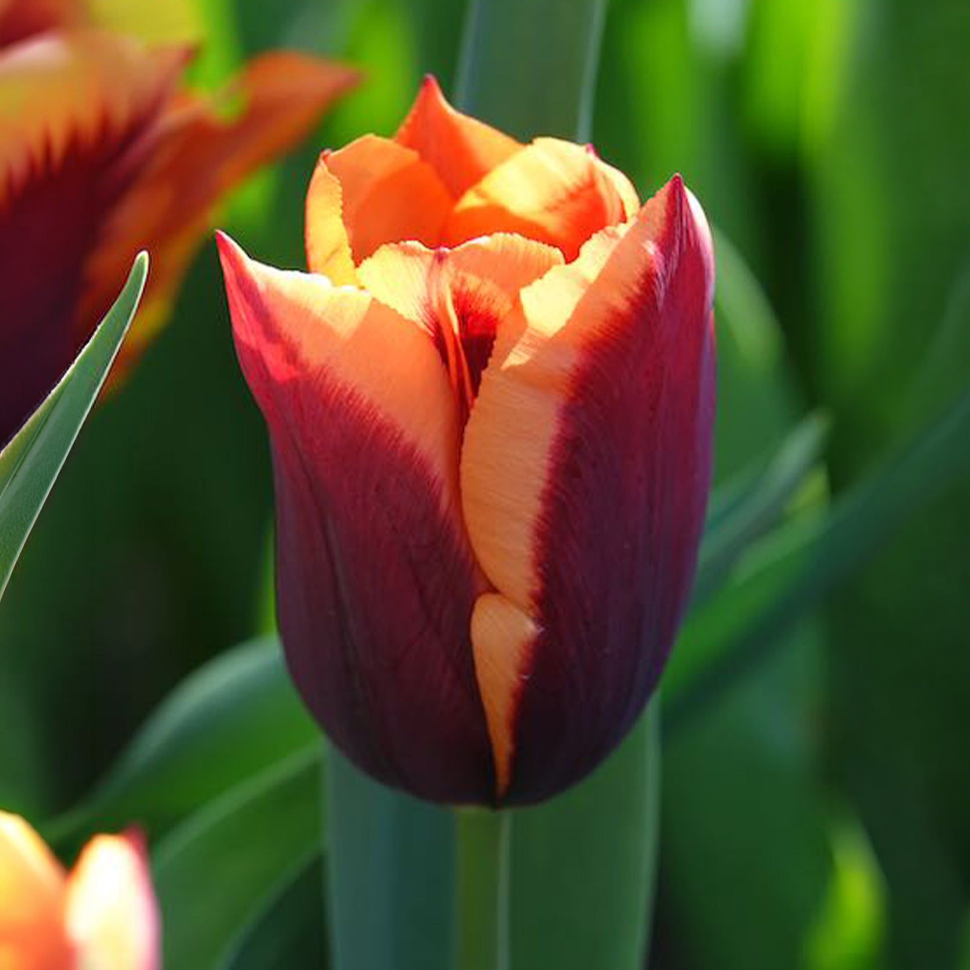 Tulipa gavota - Tulpe 'Gavota' (x10) - Tulpen-Zwiebeln