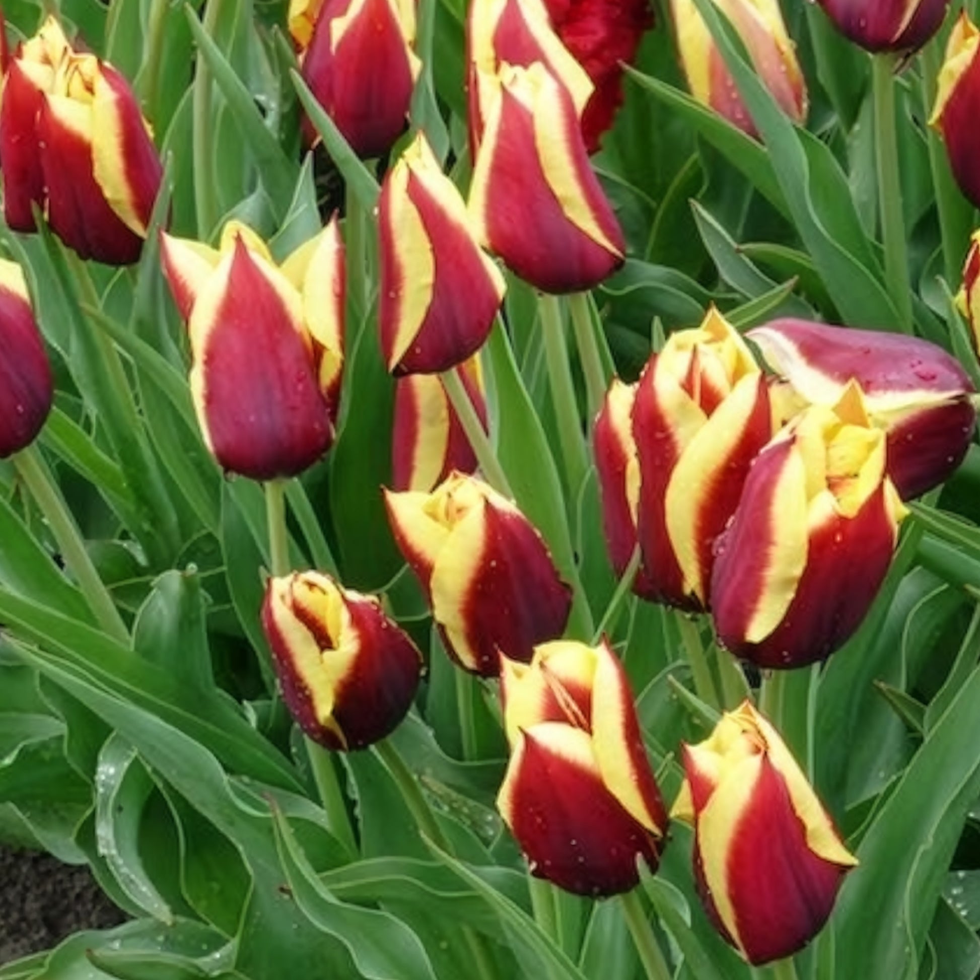 Tulpen-Zwiebeln - Tulpe 'Gavota' (x10) - Tulipa gavota