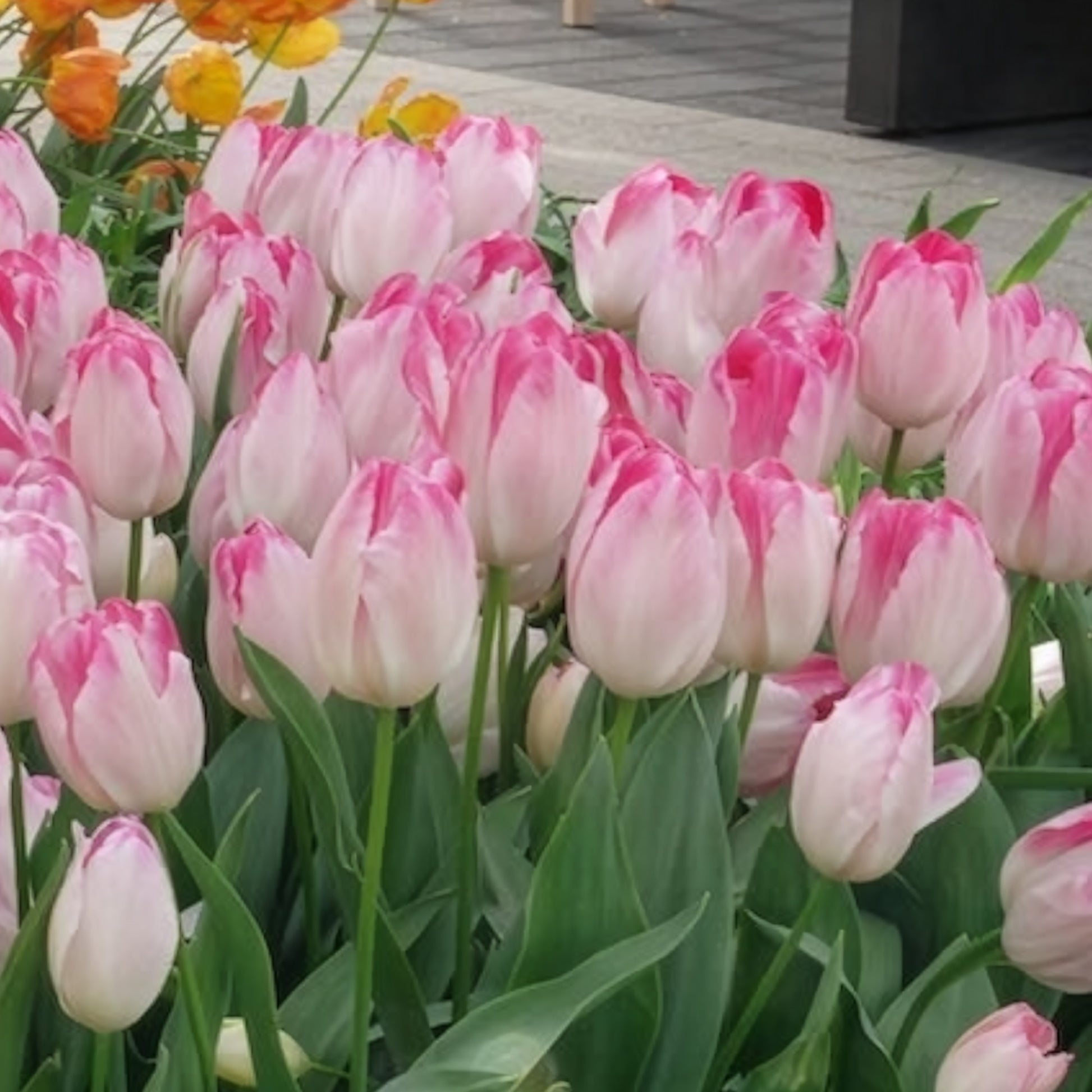 Tulipa supri erotic - Triumph Tulpe 'Supri Erotic' (x10) - Tulpen-Zwiebeln