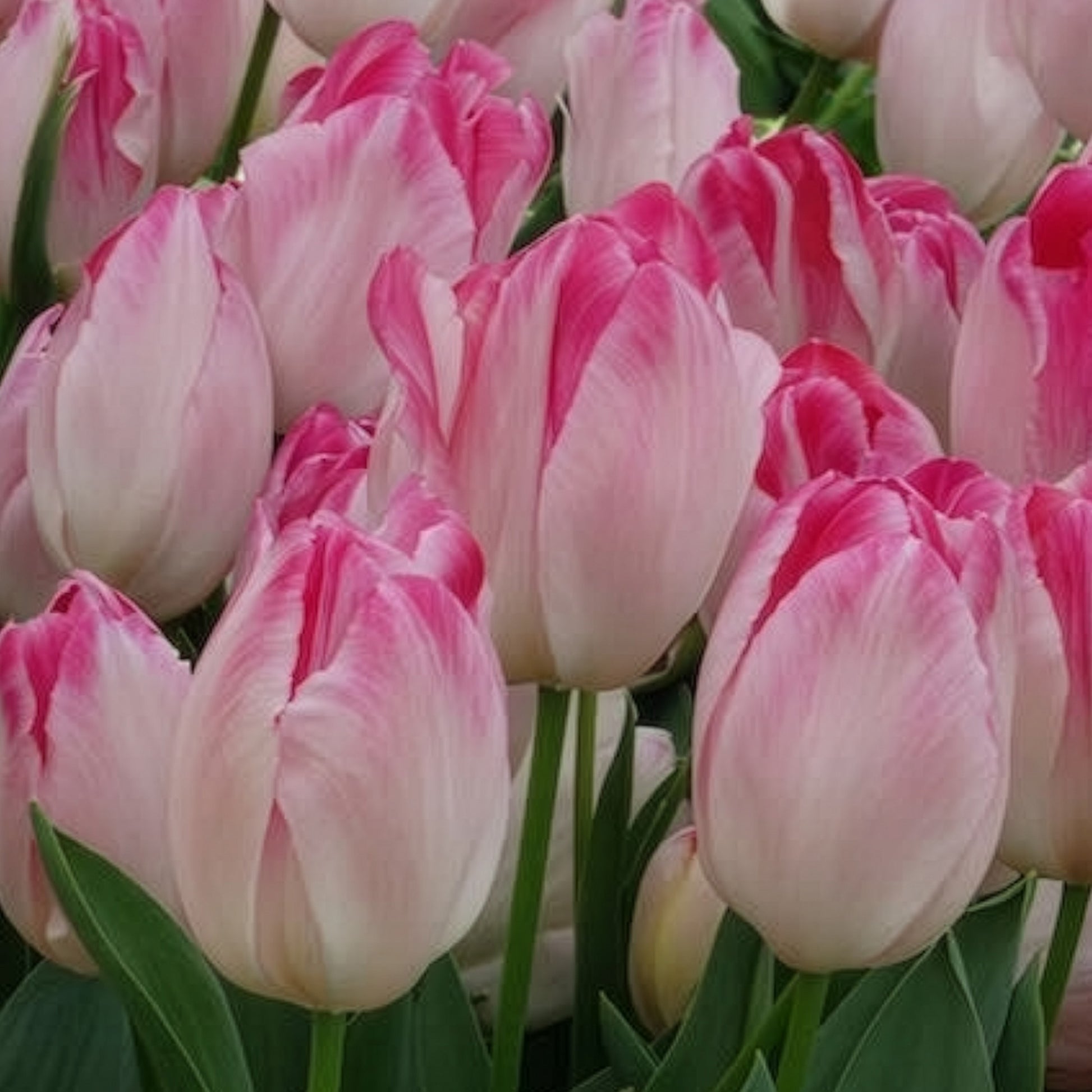 Tulpen-Zwiebeln - Triumph Tulpe 'Supri Erotic' (x10) - Tulipa supri erotic