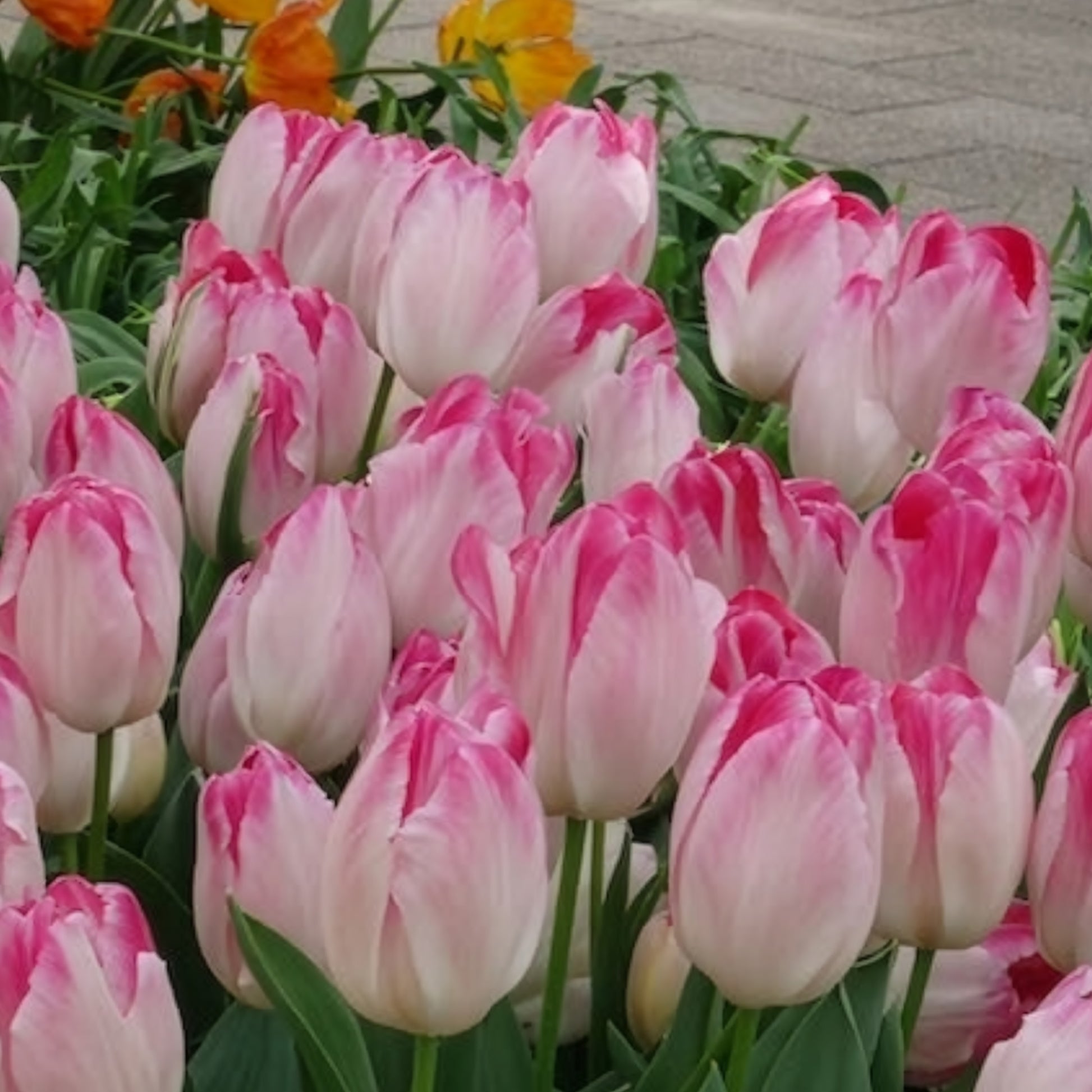 Verkauf Triumph Tulpe 'Supri Erotic' (x10) - Tulipa supri erotic