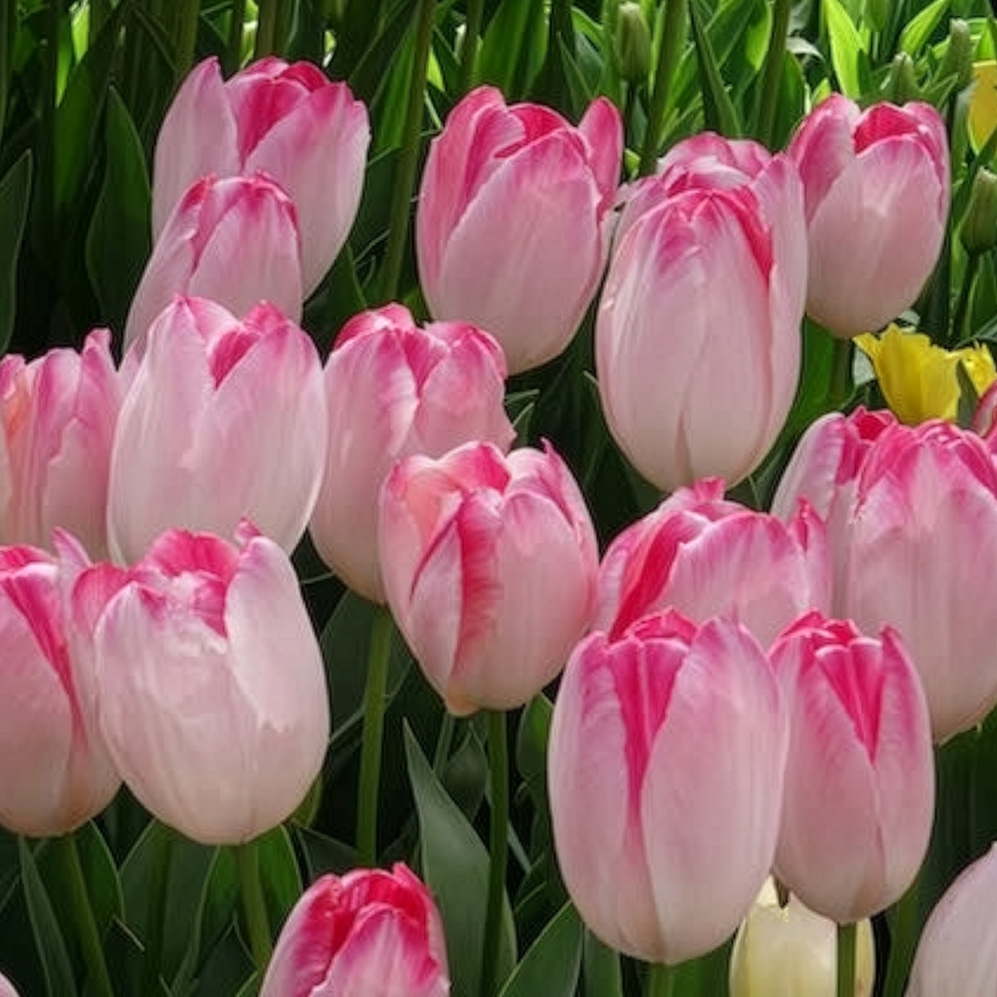 Verkauf Triumph Tulpe 'Supri Erotic' (x10)