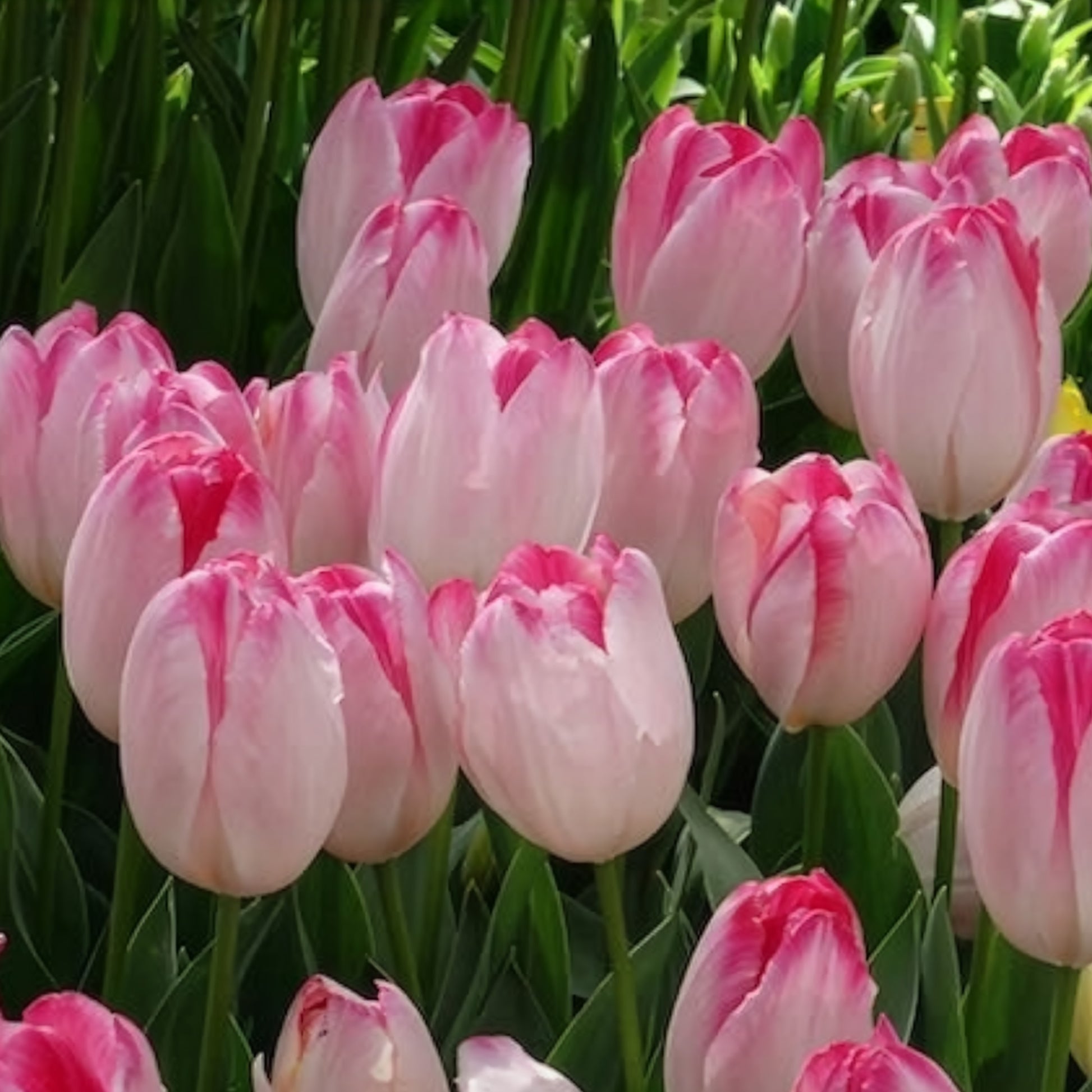 Triumph Tulpe 'Supri Erotic' (x10) - Tulpen-Zwiebeln - Bakker