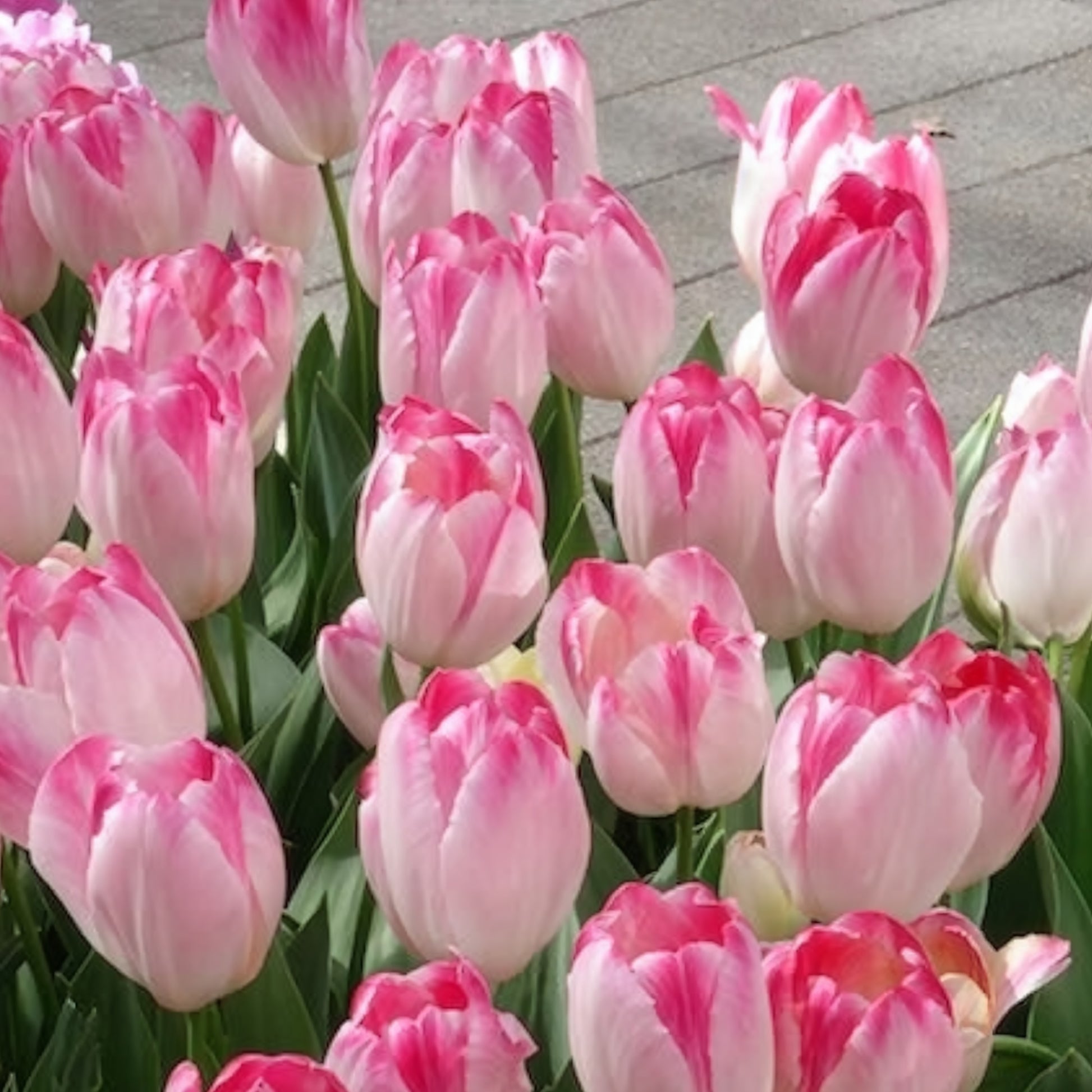 Triumph Tulpe 'Supri Erotic' (x10) - Tulipa supri erotic - Bakker