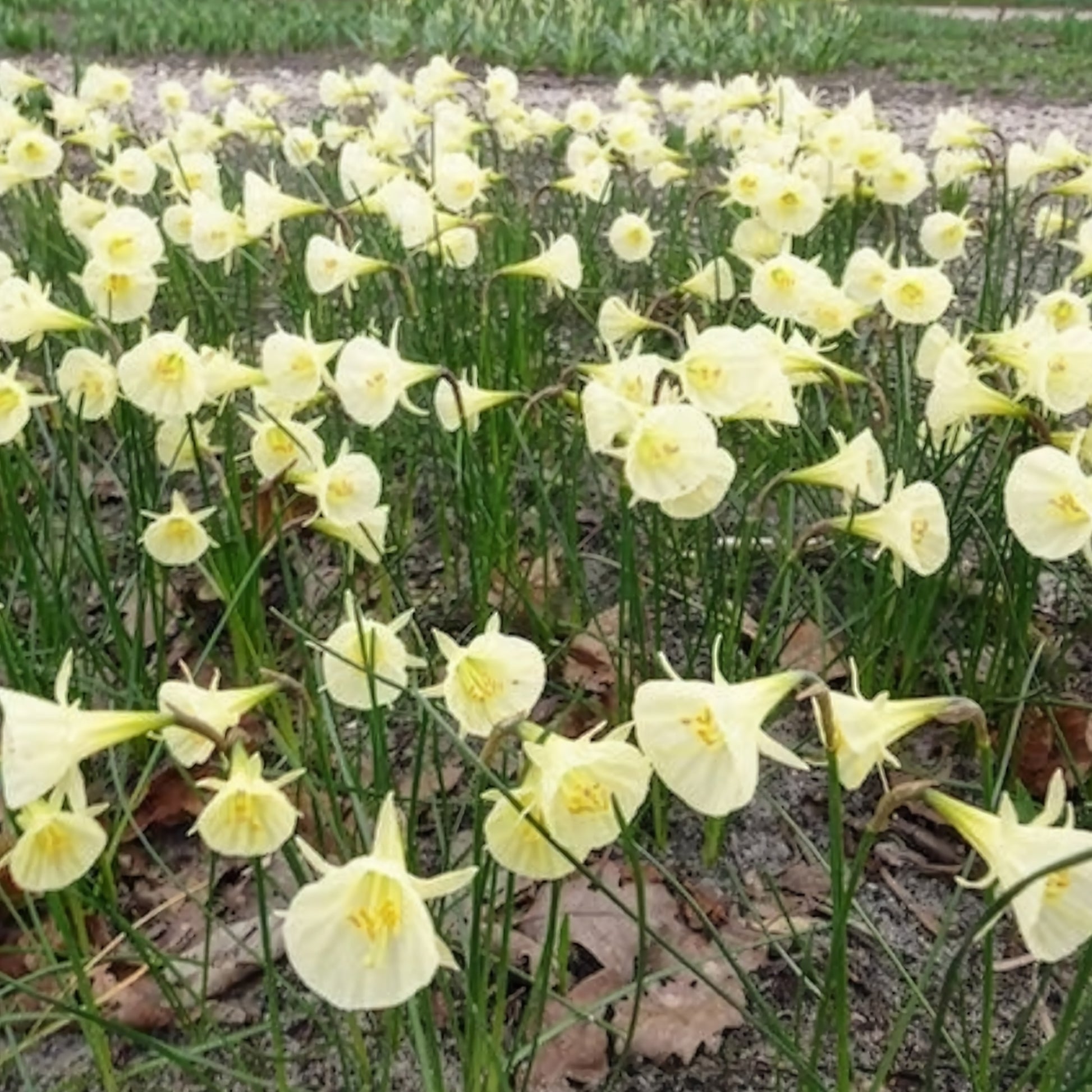 Narzissen-Zwiebeln - Narzissen Artic Bells (x10) - Narcissus artic bells