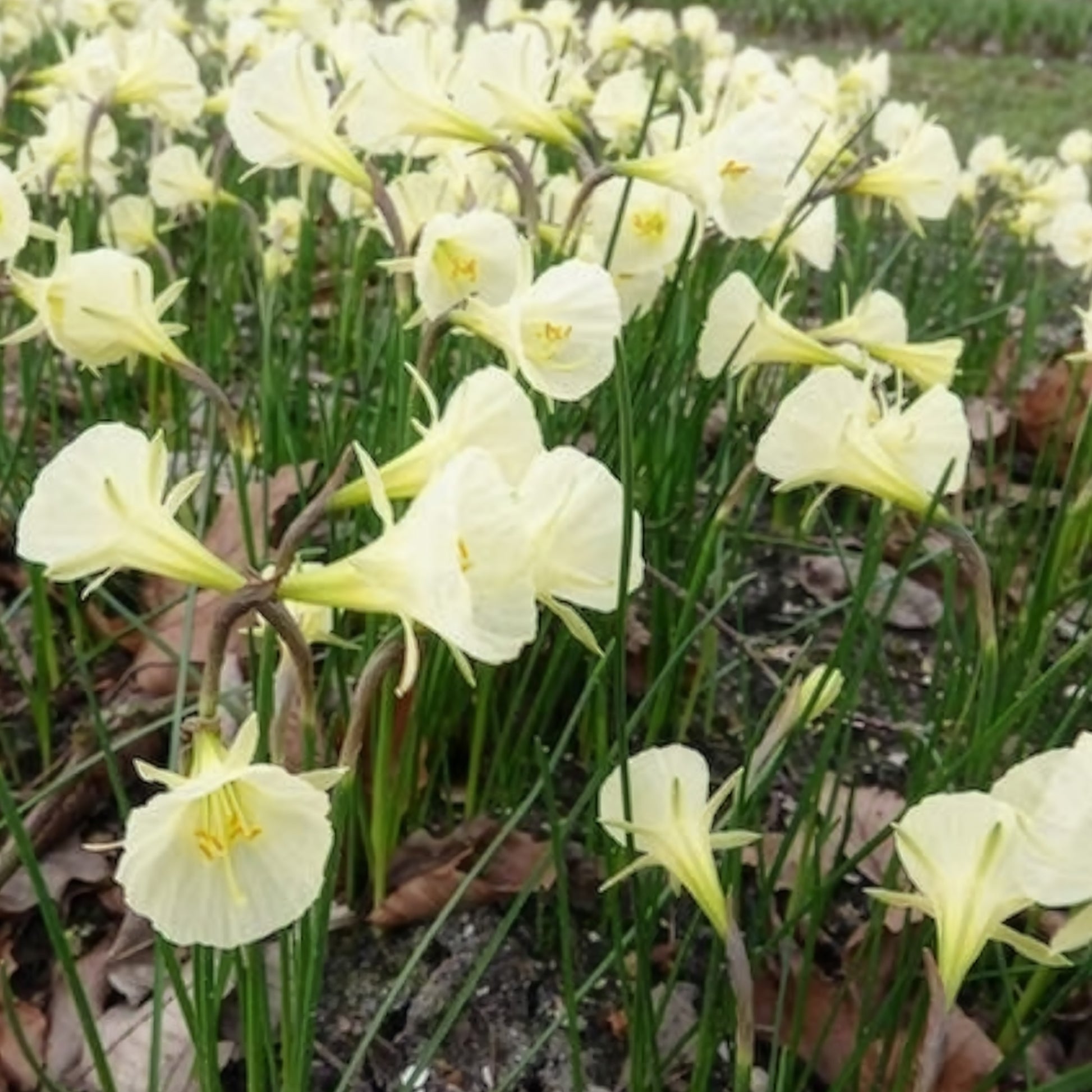 Verkauf Narzissen Artic Bells (x10) - Narcissus artic bells