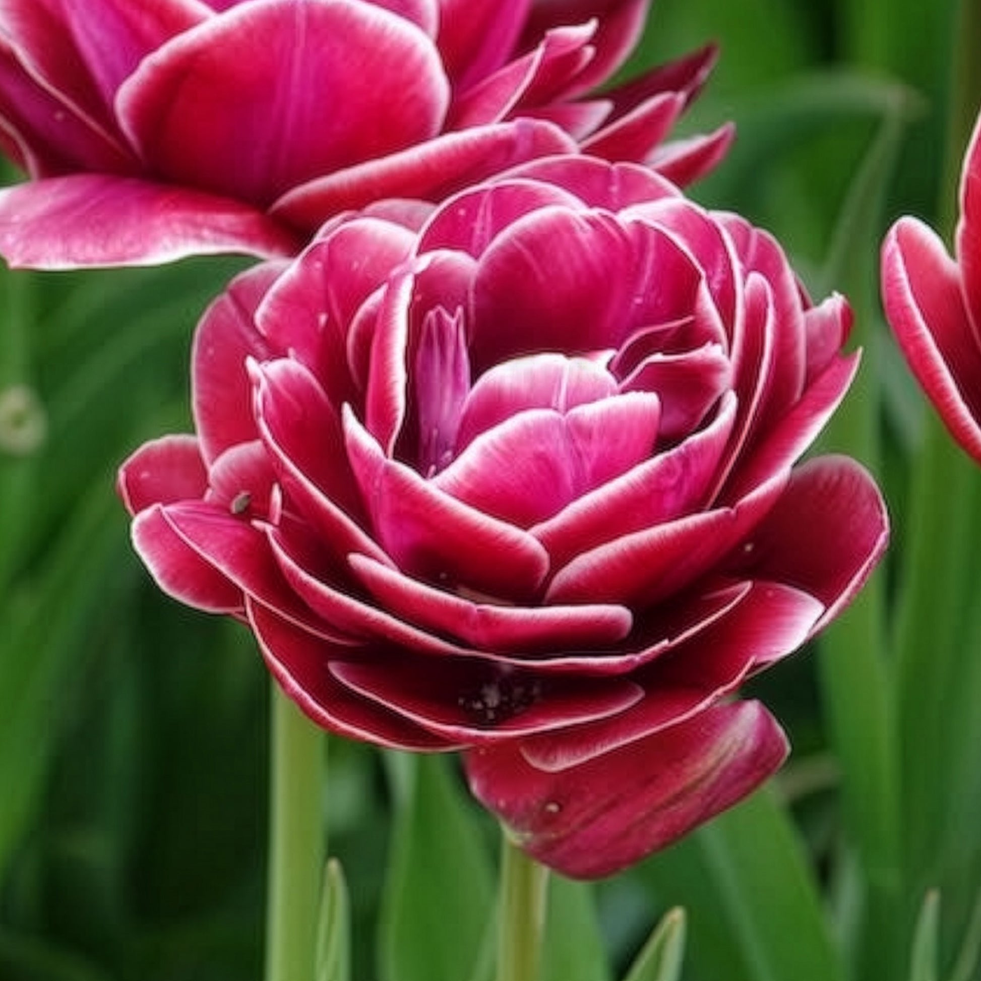 Verkauf Tulpe Dream Touch (x7) - Tulipa Dream Touch