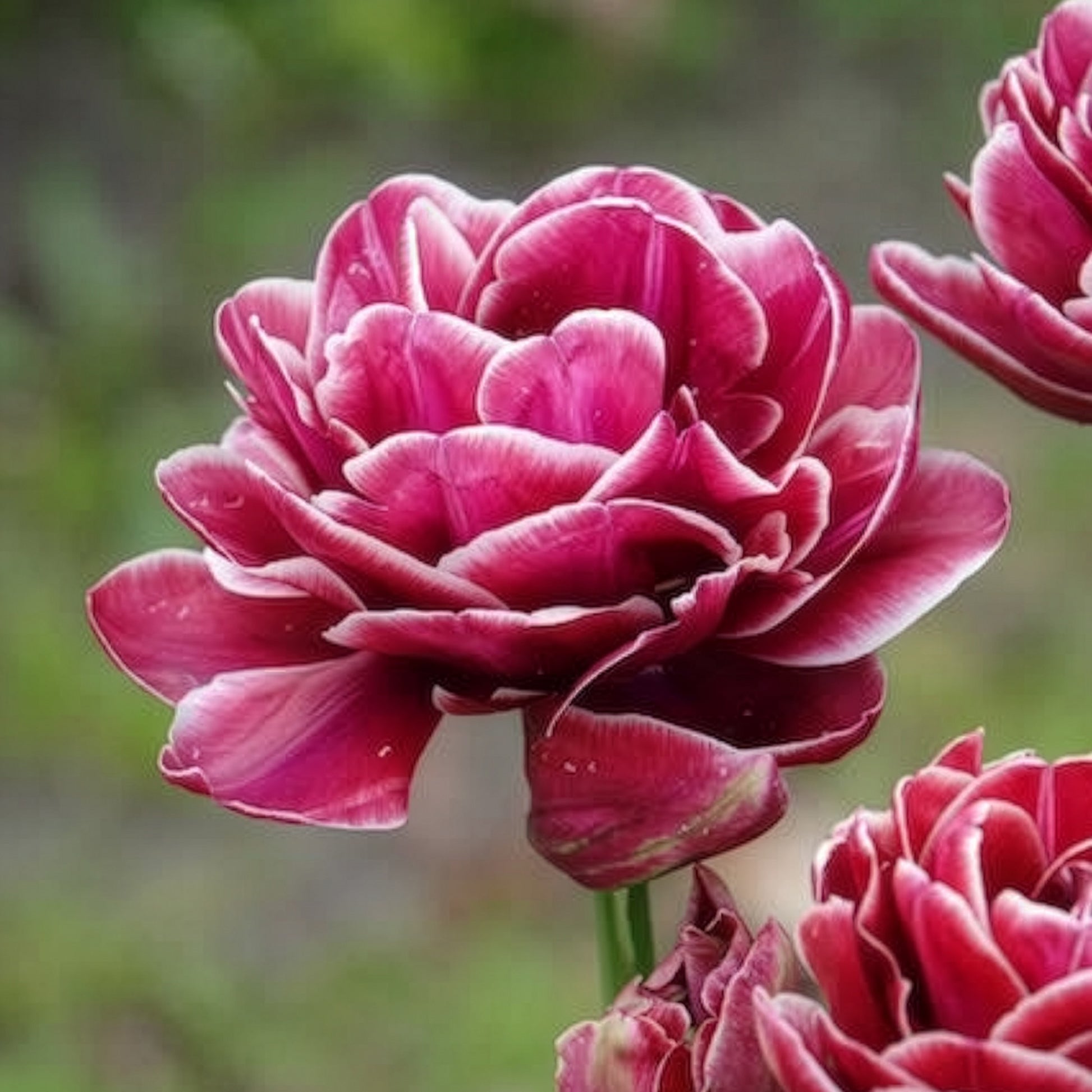 Tulpen-Zwiebeln - Tulpe Dream Touch (x7) - Tulipa Dream Touch