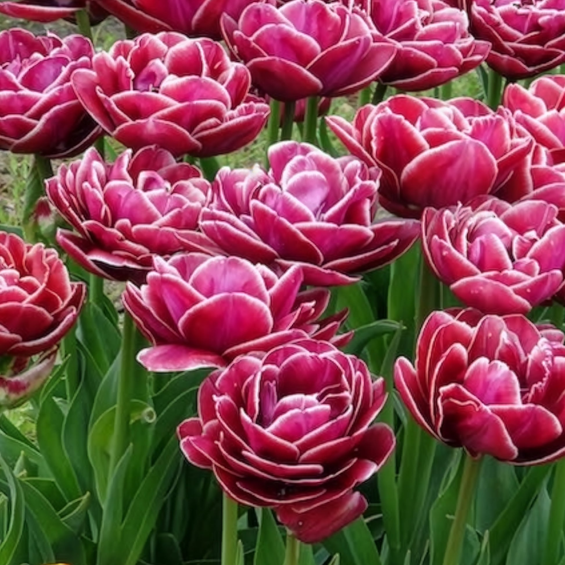 Verkauf Tulpe Dream Touch (x7)