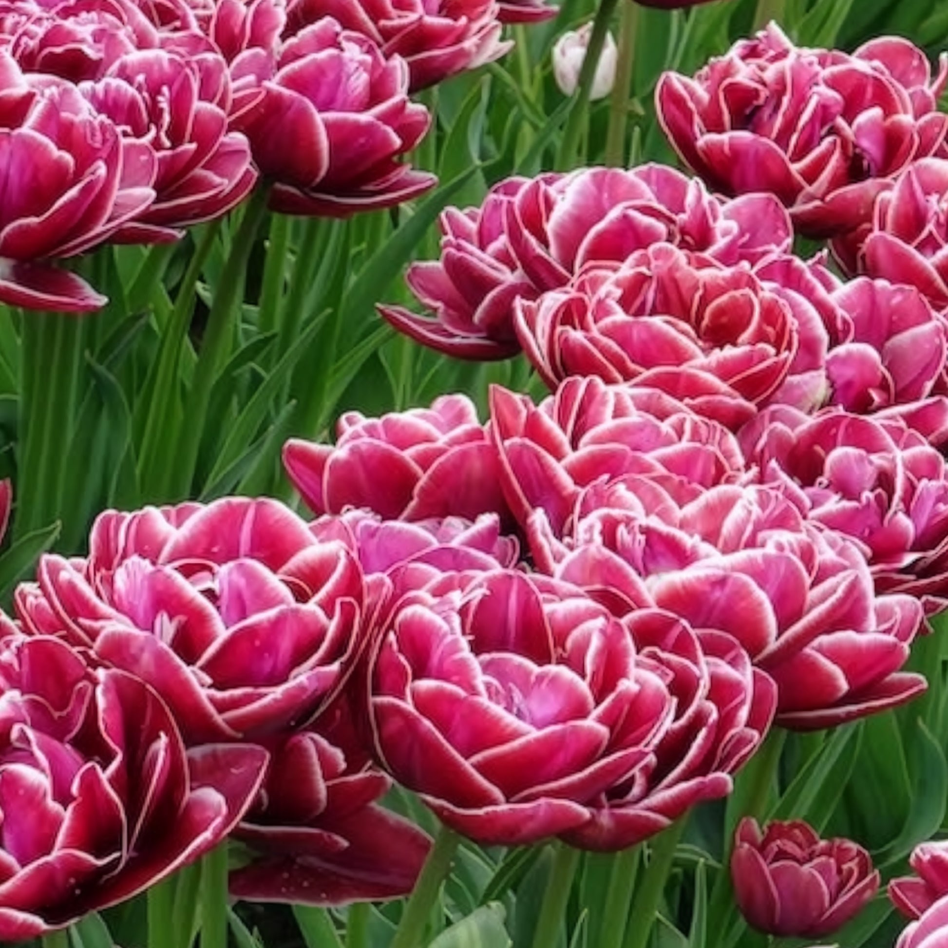 Tulpe Dream Touch (x7) - Tulpen-Zwiebeln - Bakker