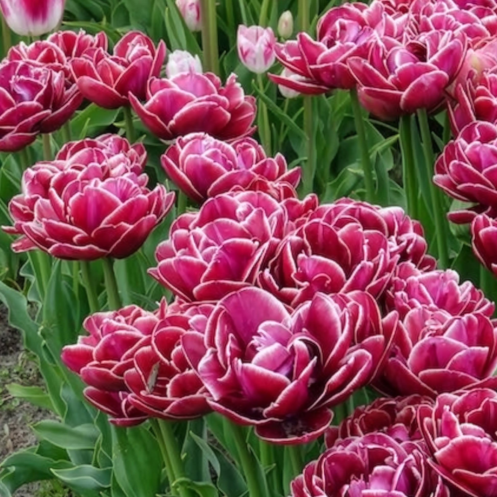 Verkauf Tulpe Dream Touch (x7) - Tulpen-Zwiebeln