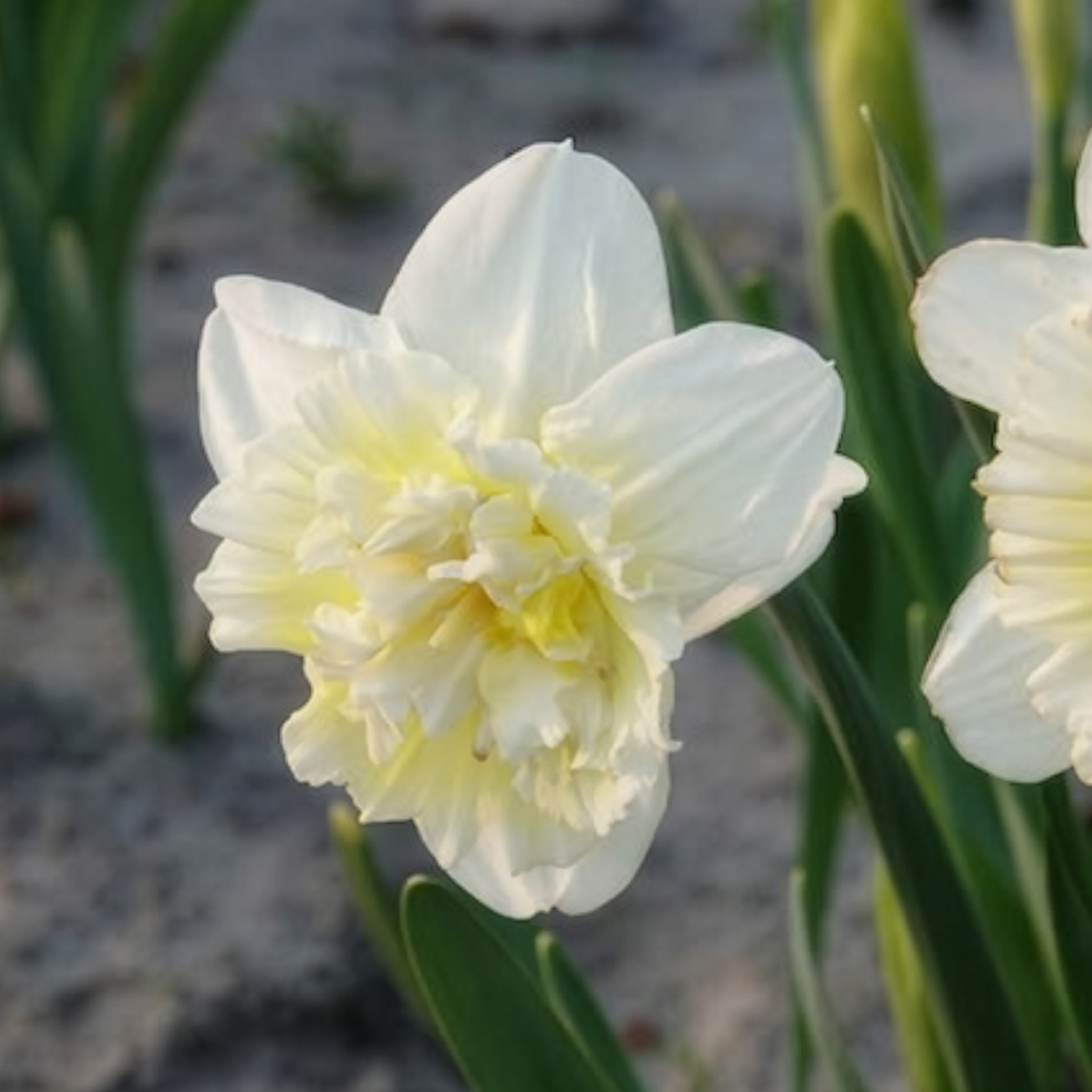 Narcissus ice king - Narzisse Ice King (x5) - Narzissen-Zwiebeln