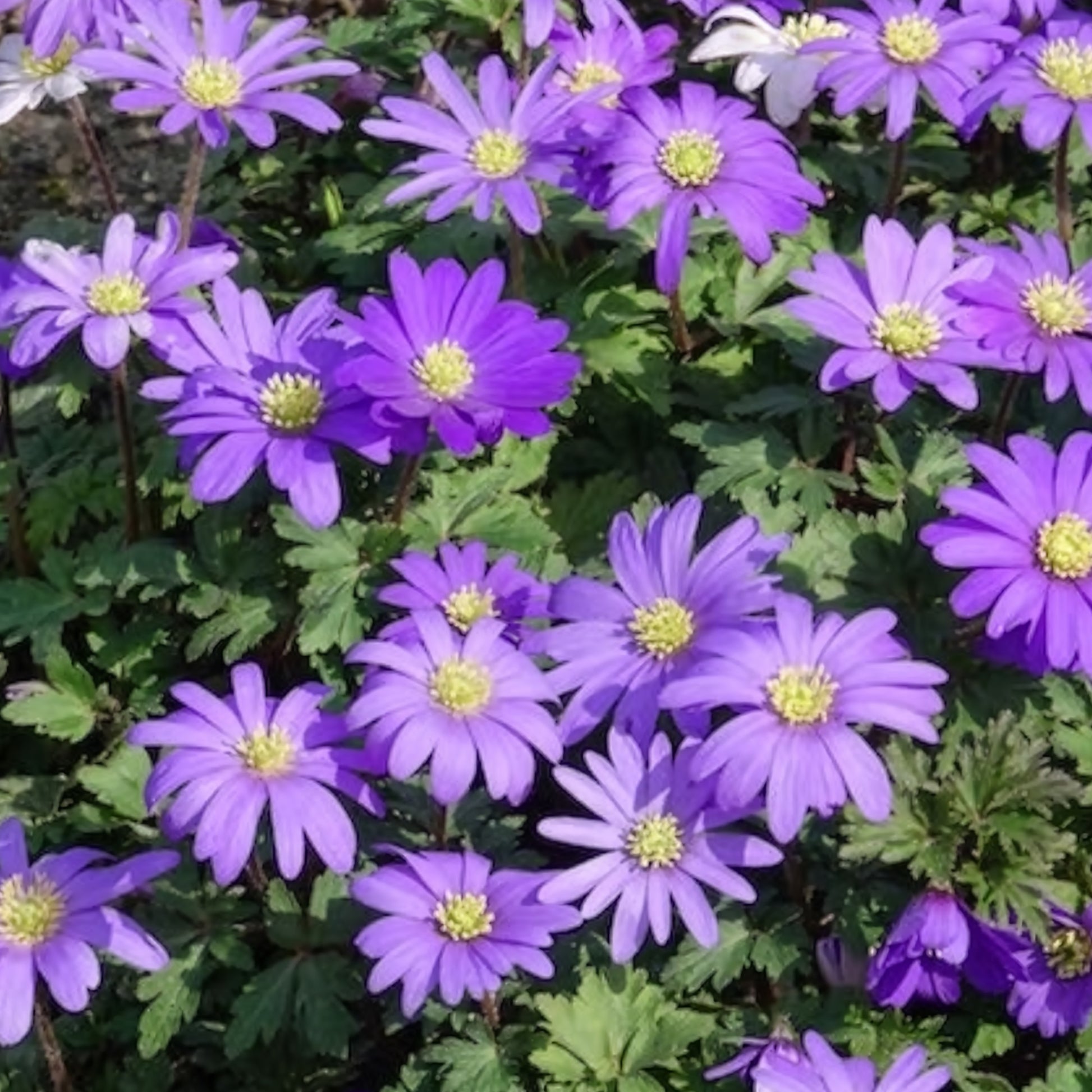 Verkauf Balkan-Windröschen 'Blue Shades' (x30) - Anemone blanda Blue Shades