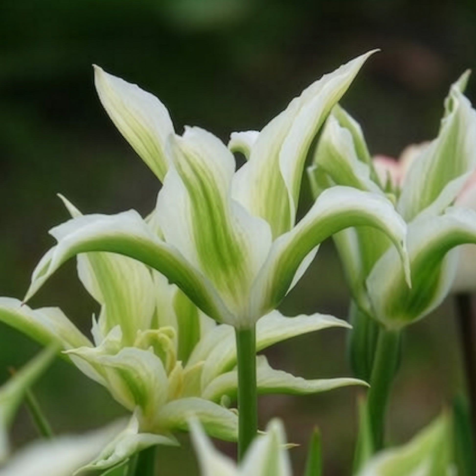 Verkauf Tulipa greenstar - Lilienblütige Tulpe 'Greenstar' (x10)