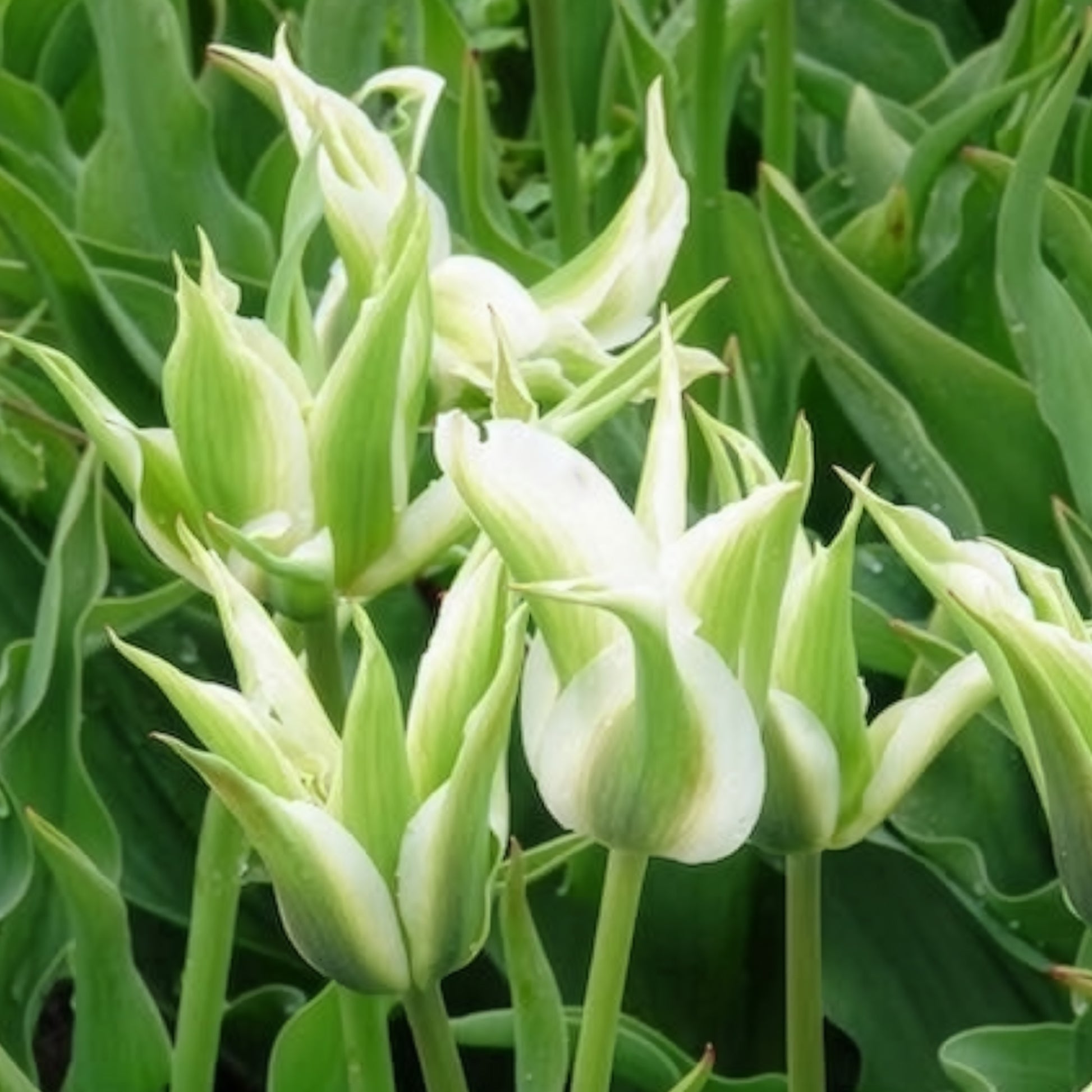 Lilienblütige Tulpe 'Greenstar' (x10) - Tulpen-Zwiebeln - Bakker