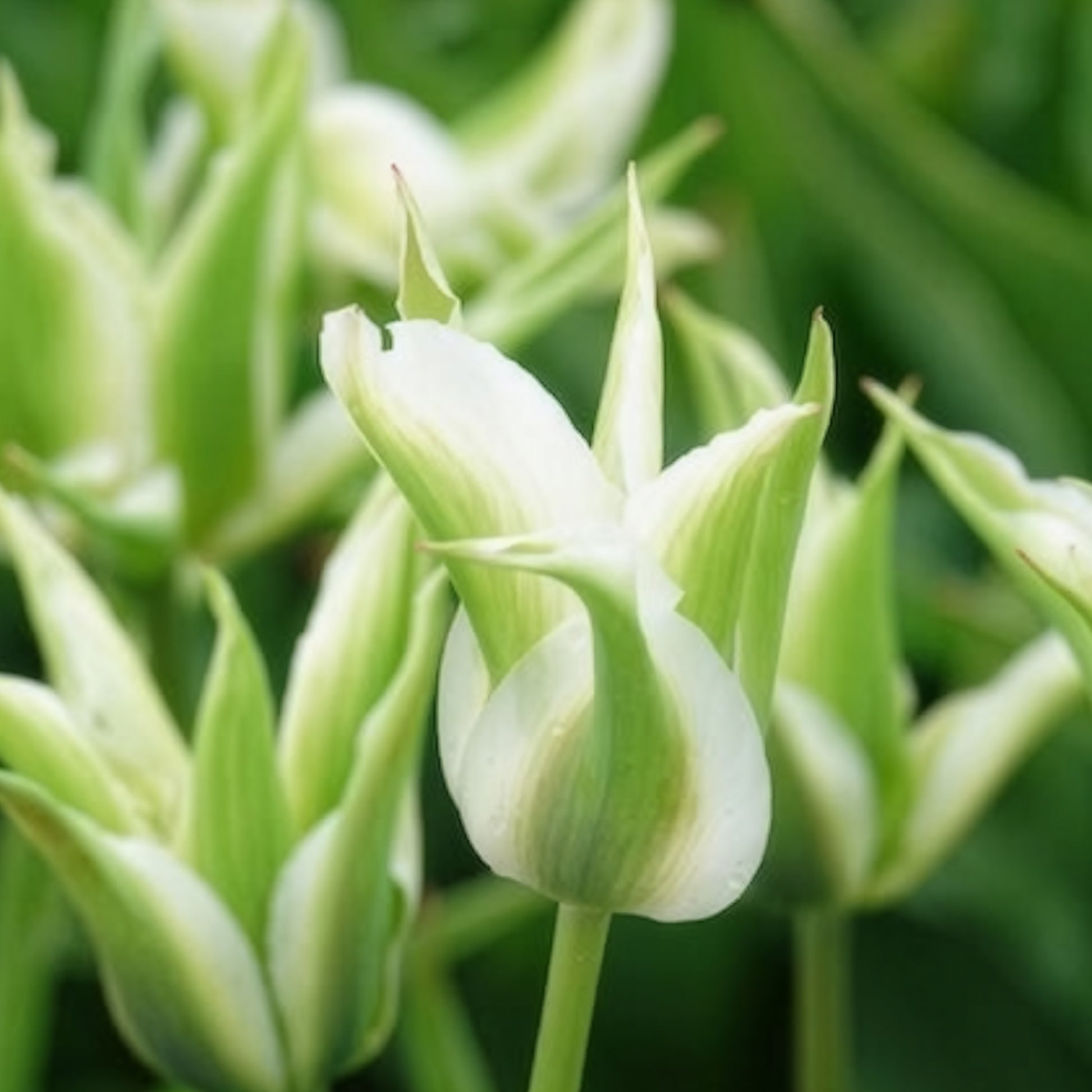 Verkauf Lilienblütige Tulpe 'Greenstar' (x10) - Tulpen-Zwiebeln