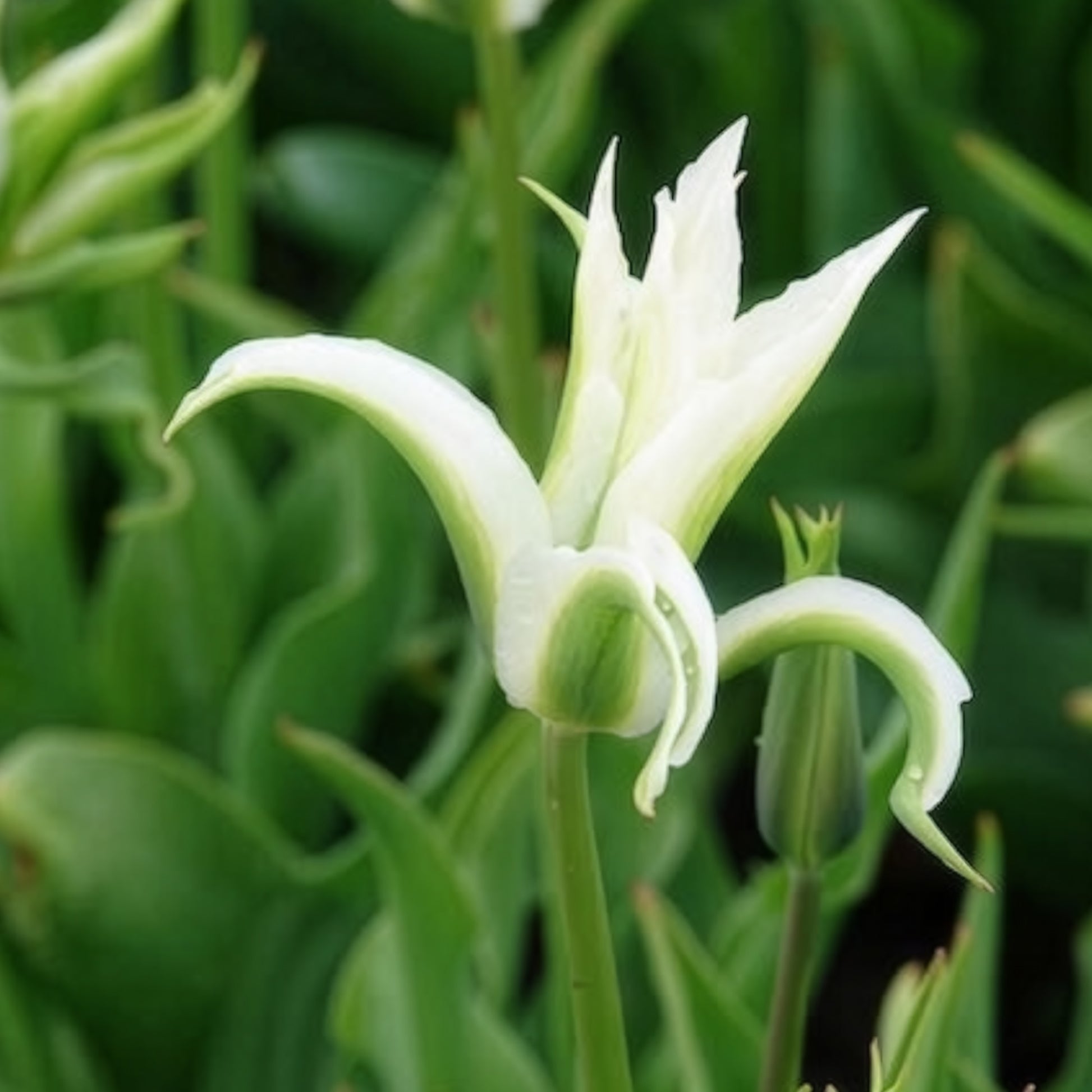 Verkauf Tulpen-Zwiebeln - Lilienblütige Tulpe 'Greenstar' (x10)