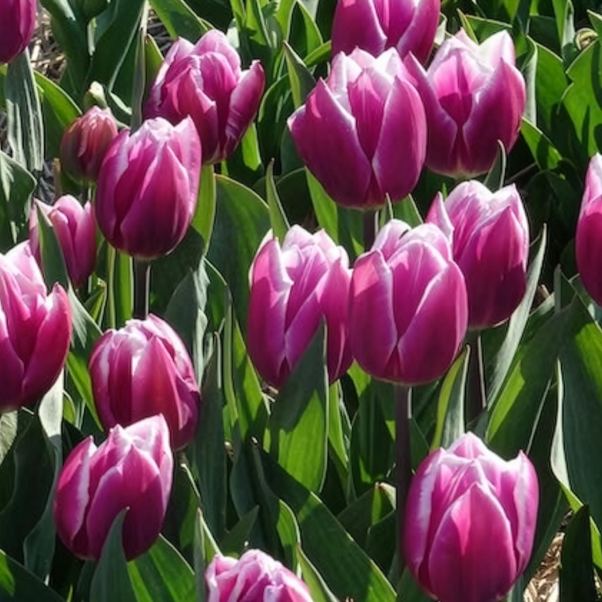 Triumph-Tulpen Synaeda Blue (x10) - Tulpen-Zwiebeln - Bakker