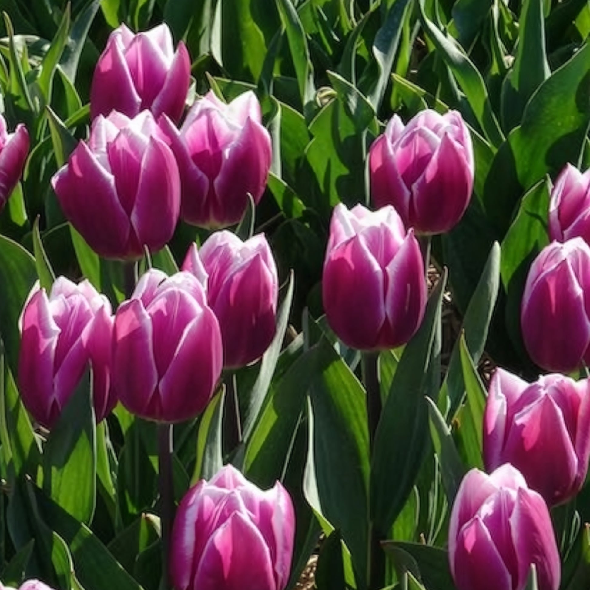 Verkauf Triumph-Tulpen Synaeda Blue (x10) - Tulpen-Zwiebeln