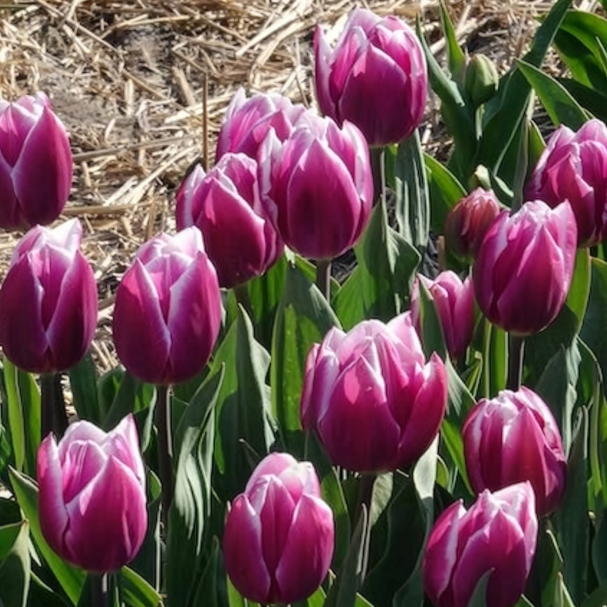 Tulipa Synaeda Blue - Triumph-Tulpen Synaeda Blue (x10) - Tulpen-Zwiebeln