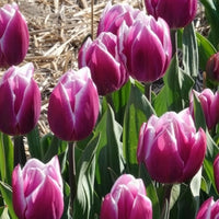 Tulpen-Zwiebeln - Triumph-Tulpen Synaeda Blue (x10) - Tulipa Synaeda Blue