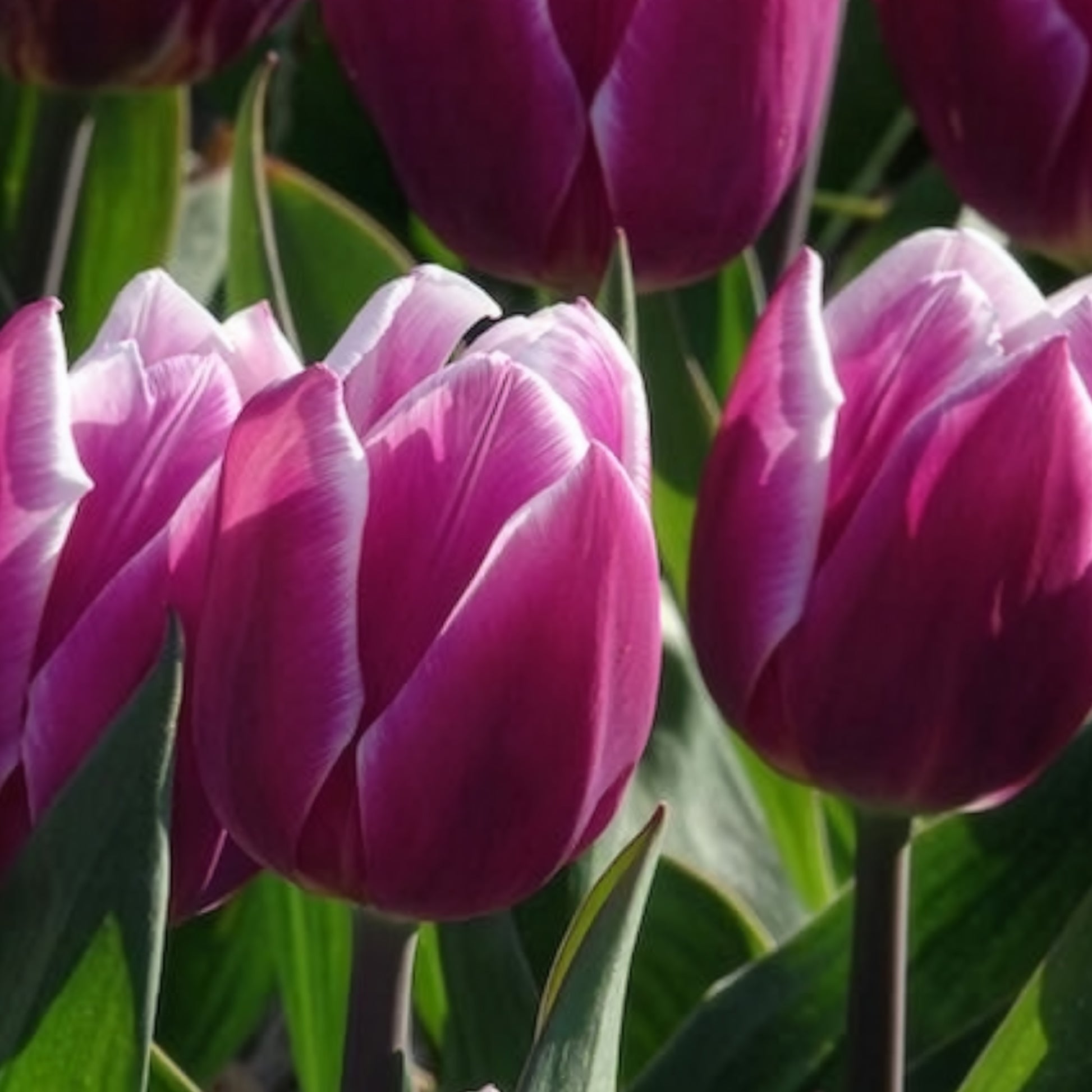 Verkauf Triumph-Tulpen Synaeda Blue (x10) - Tulipa Synaeda Blue