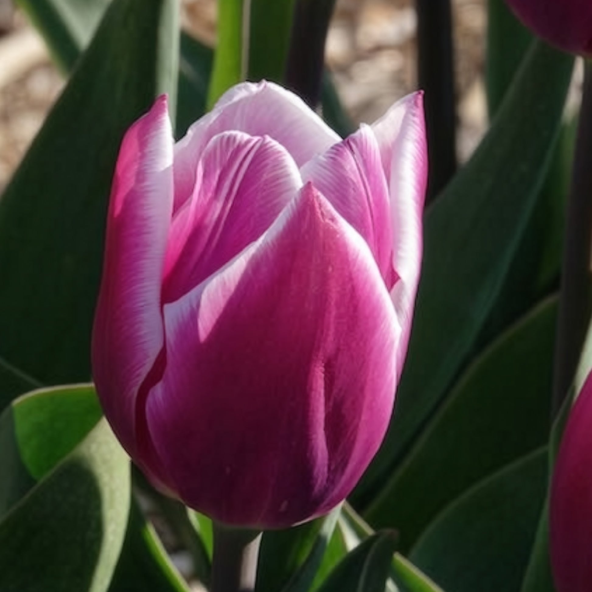 Verkauf Triumph-Tulpen Synaeda Blue (x10)