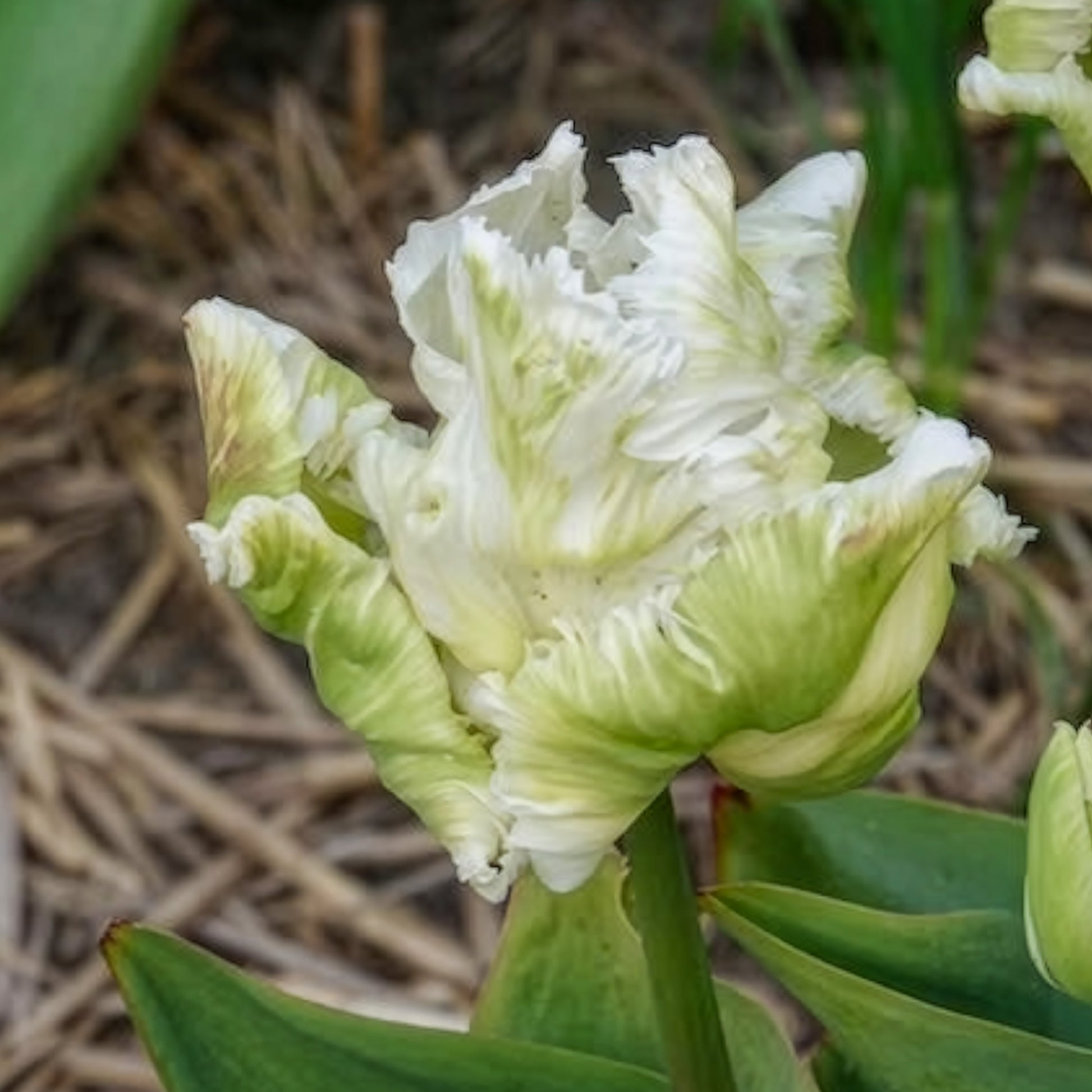 Papageien-Tulpen White Parrot (x7) - Tulpen-Zwiebeln - Bakker