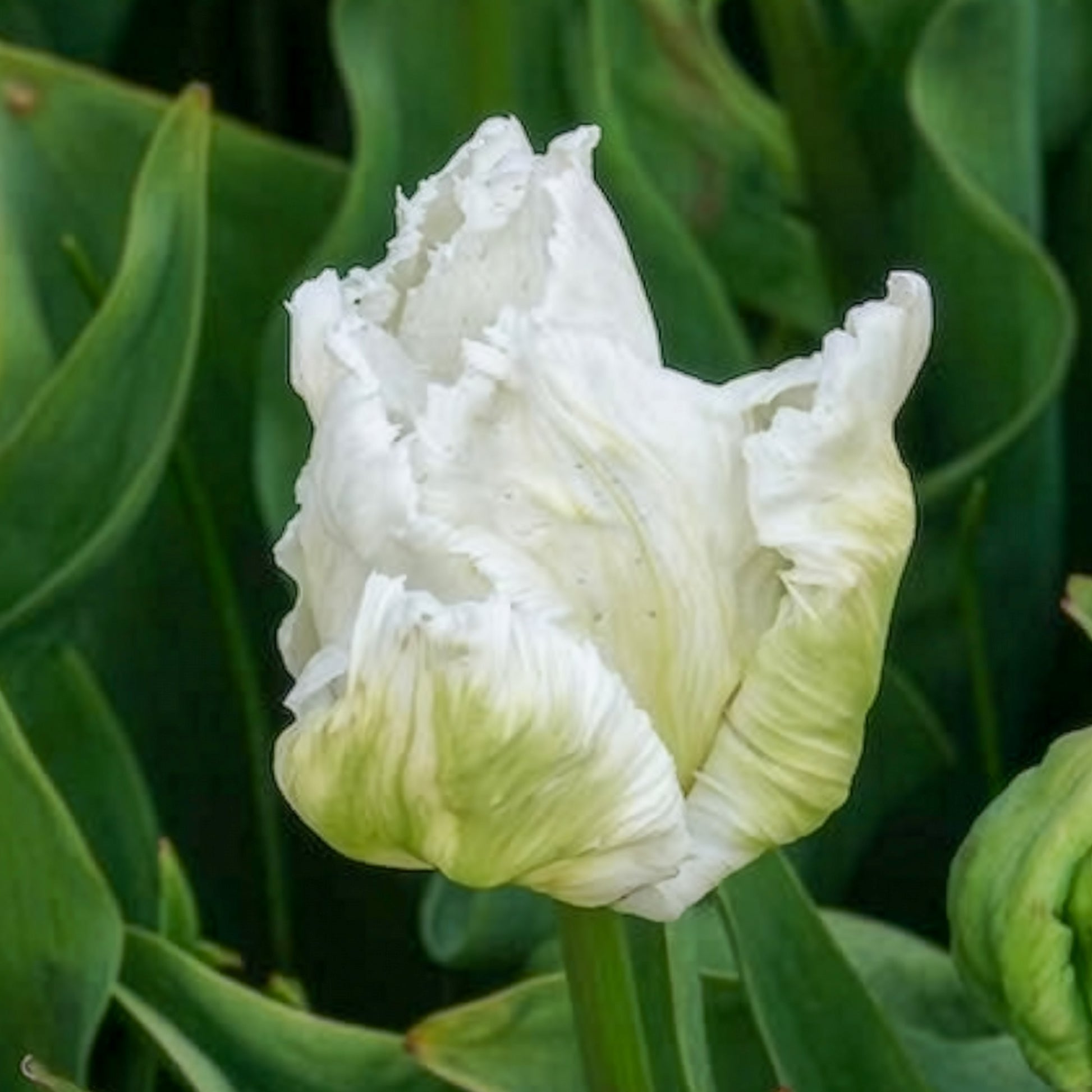 Verkauf Papageien-Tulpen White Parrot (x7)