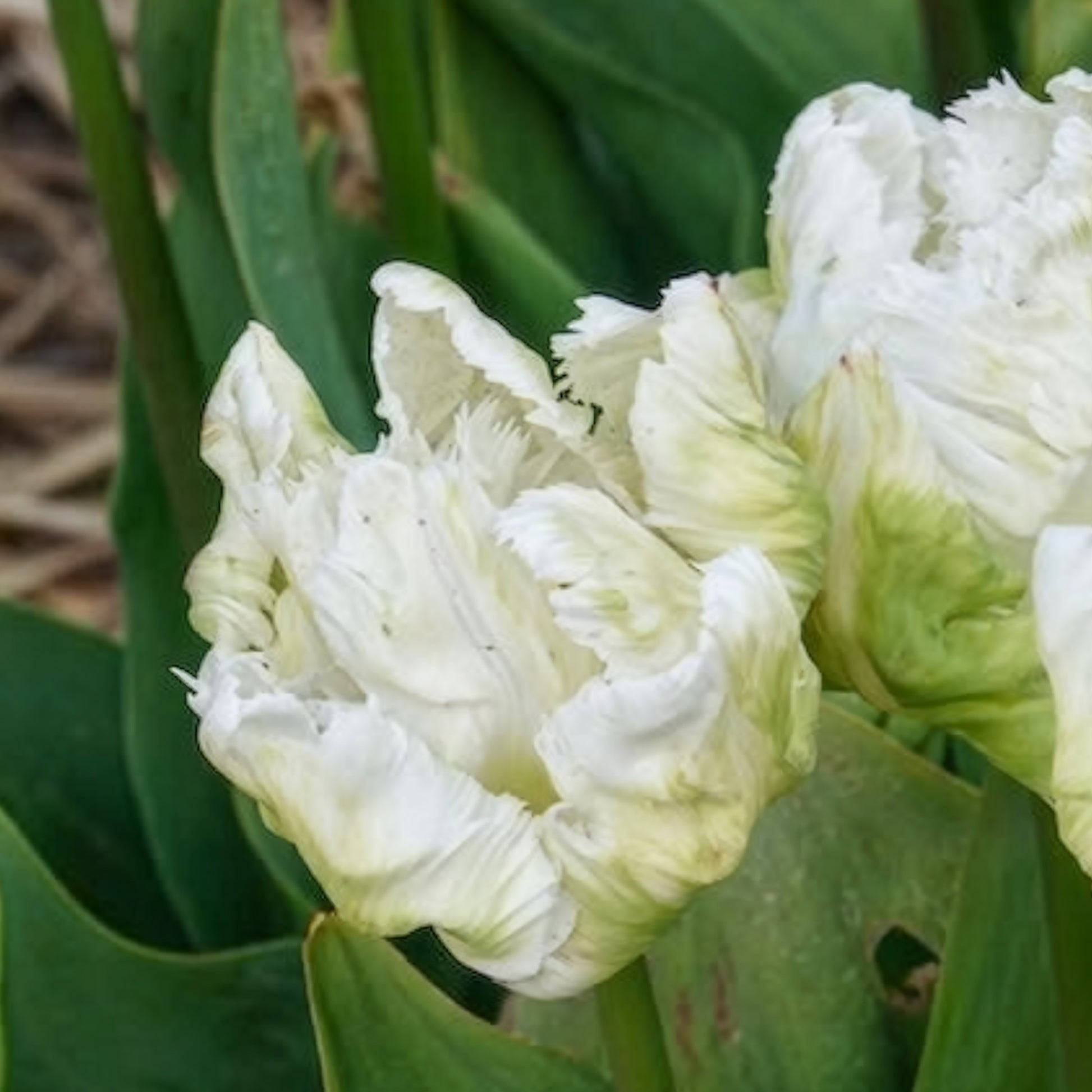 Tulpen-Zwiebeln - Papageien-Tulpen White Parrot (x7) - Tulipa 'white parrot'