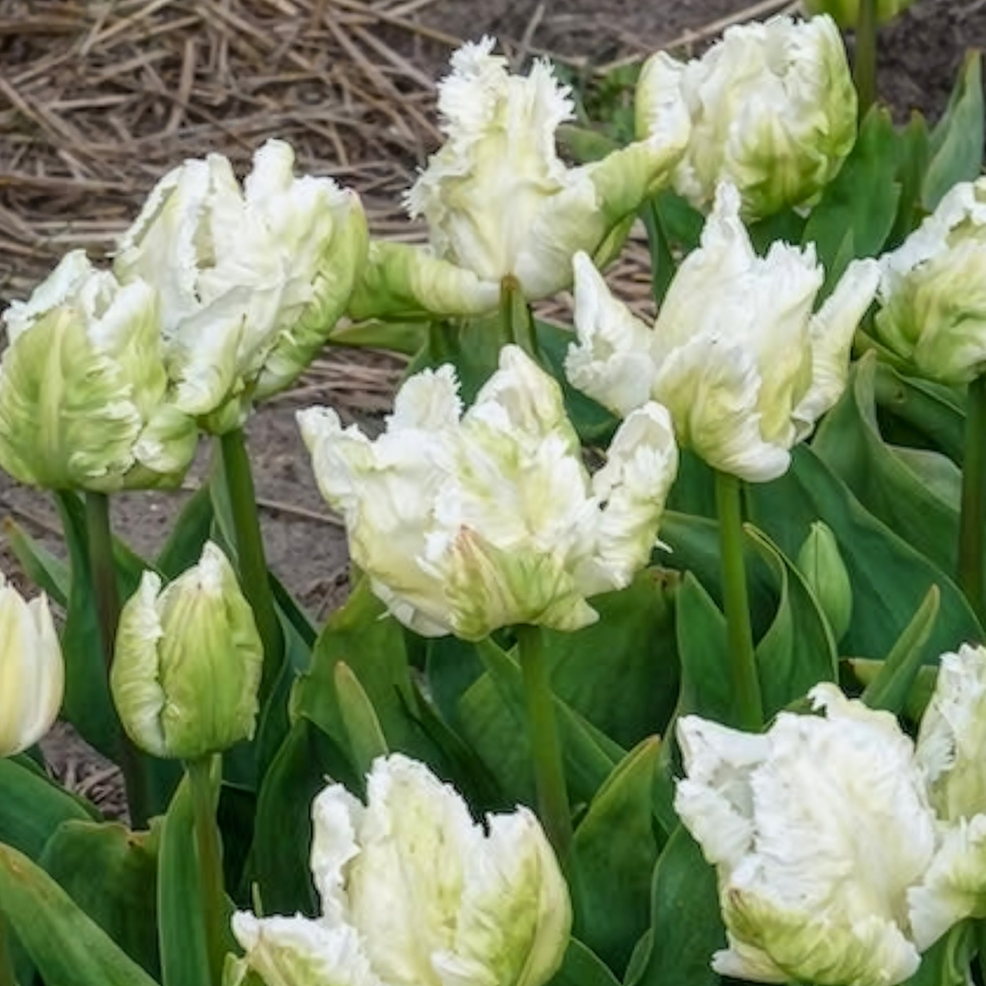 Verkauf Papageien-Tulpen White Parrot (x7) - Tulipa 'white parrot'