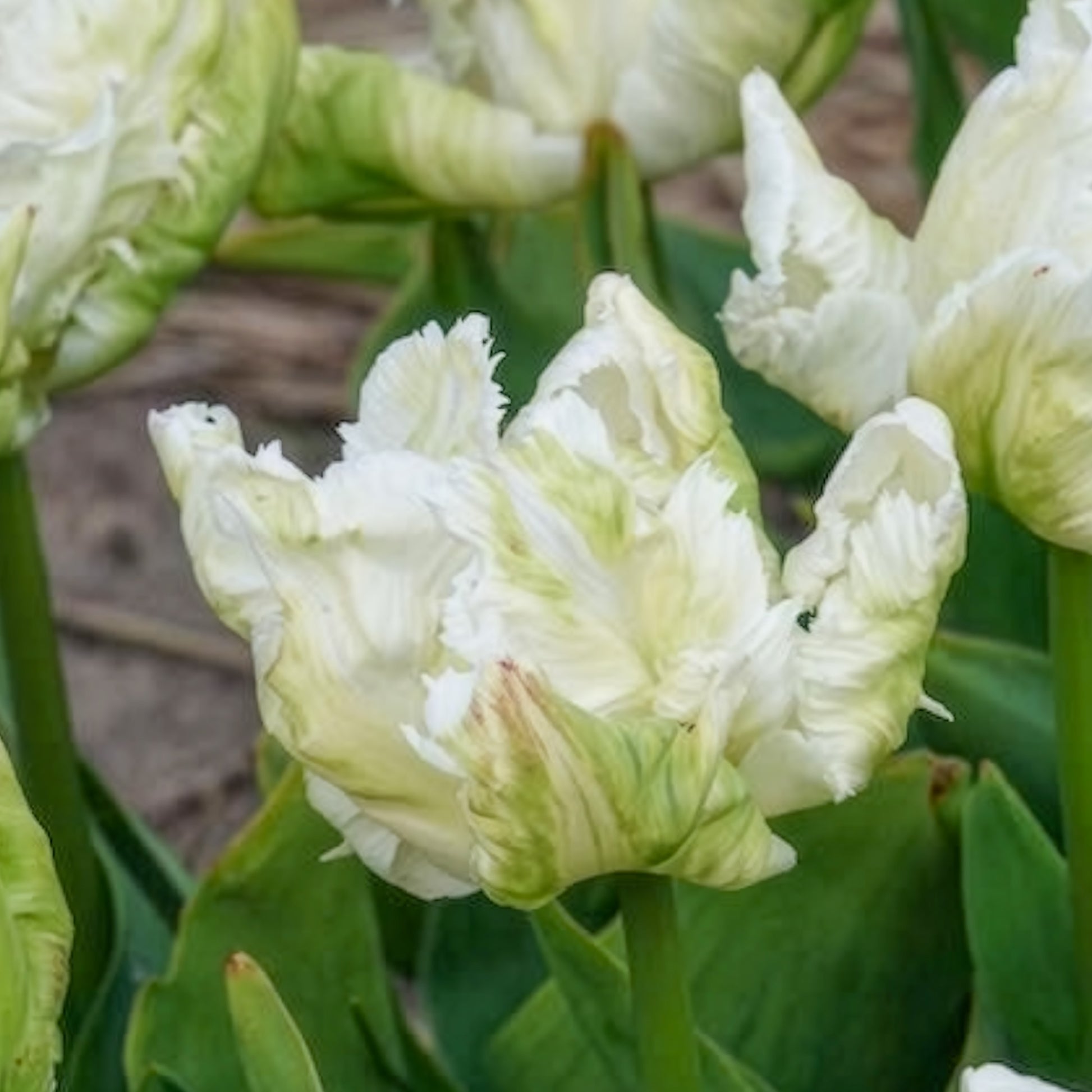 Tulipa 'white parrot' - Papageien-Tulpen White Parrot (x7) - Tulpen-Zwiebeln