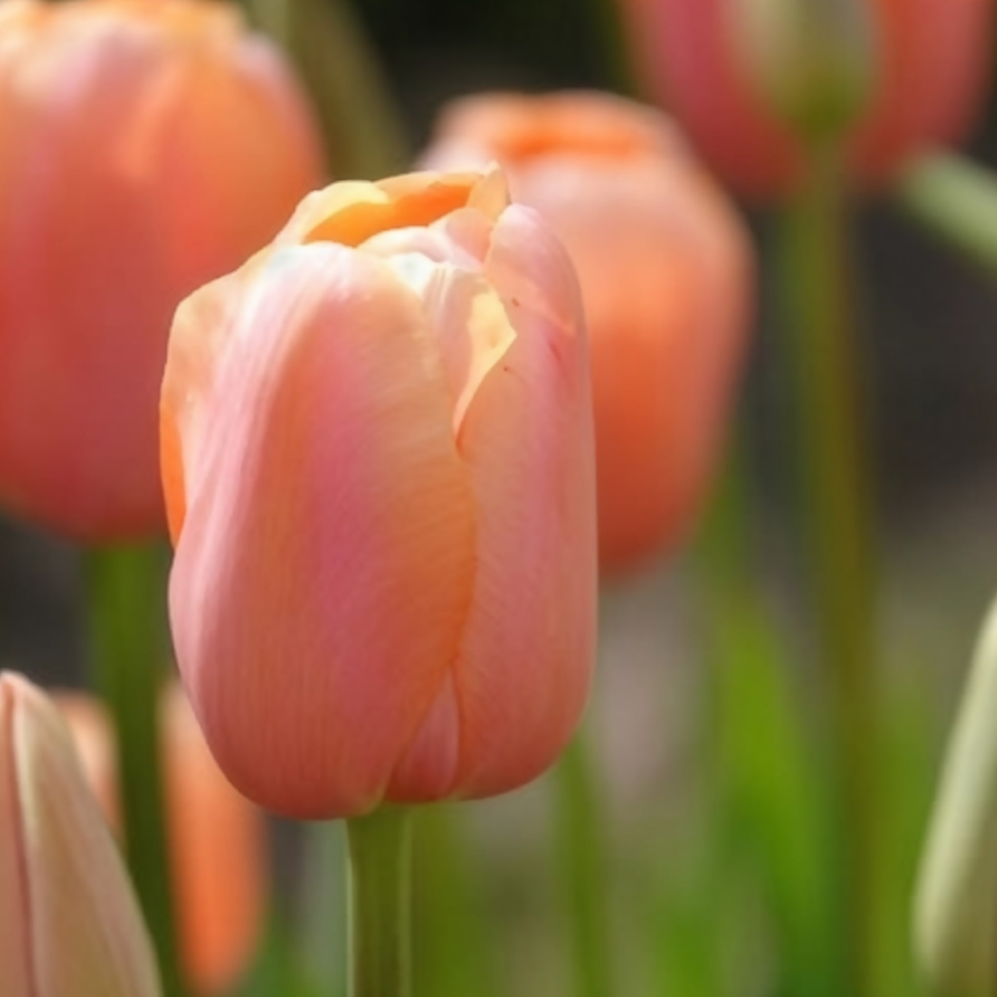 Tulipa 'menton' - Tulpe 'Menton' (x7) - Tulpen-Zwiebeln