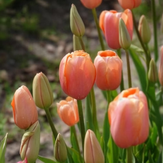 Tulpe 'Menton' (x7) - Bakker