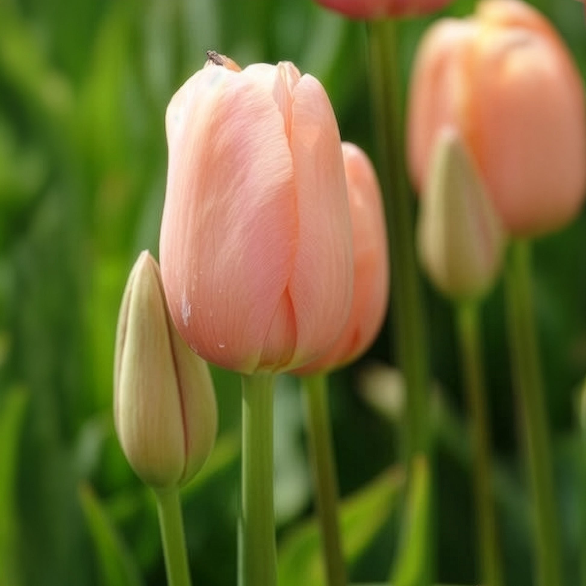Tulpen-Zwiebeln - Tulpe 'Menton' (x7) - Tulipa 'menton'