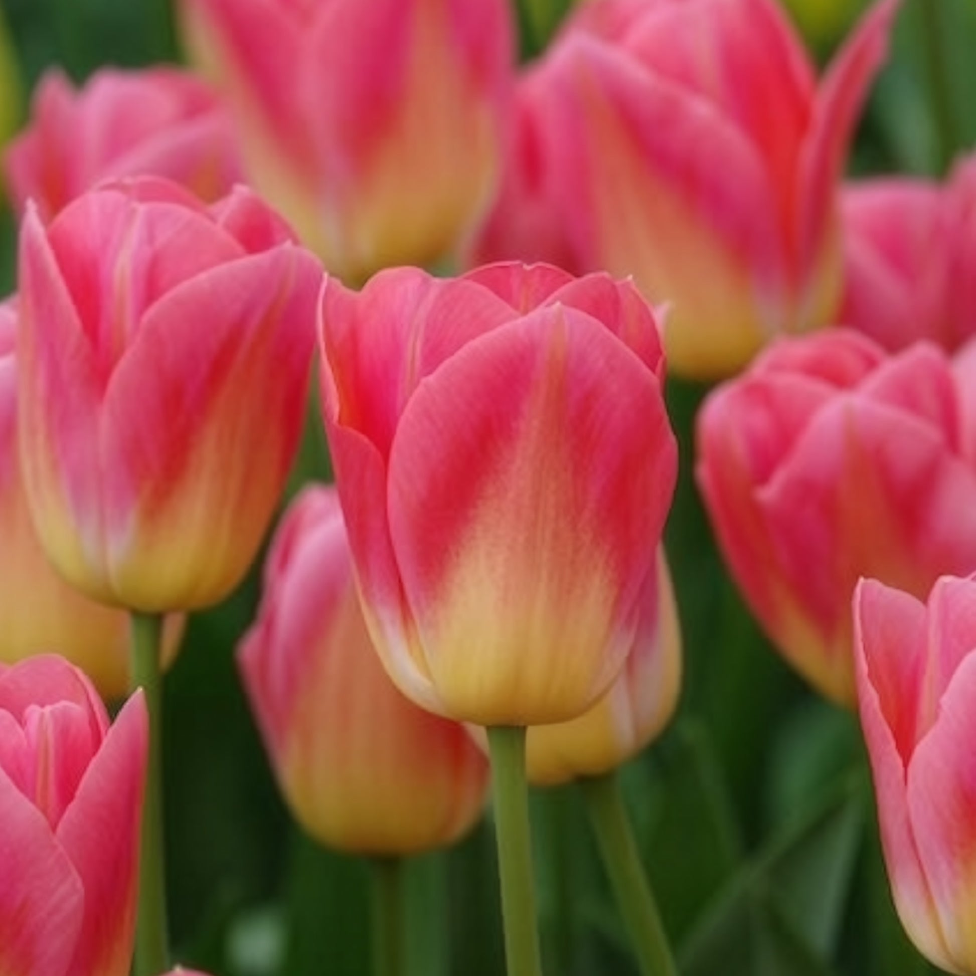 Tulipa 'tom pouce' - Triumph-Tulpen Tom Pouce - Tulpen-Zwiebeln