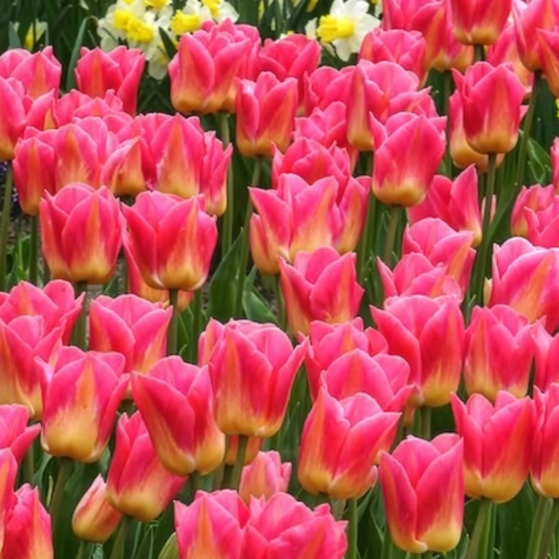 Verkauf Triumph-Tulpen Tom Pouce