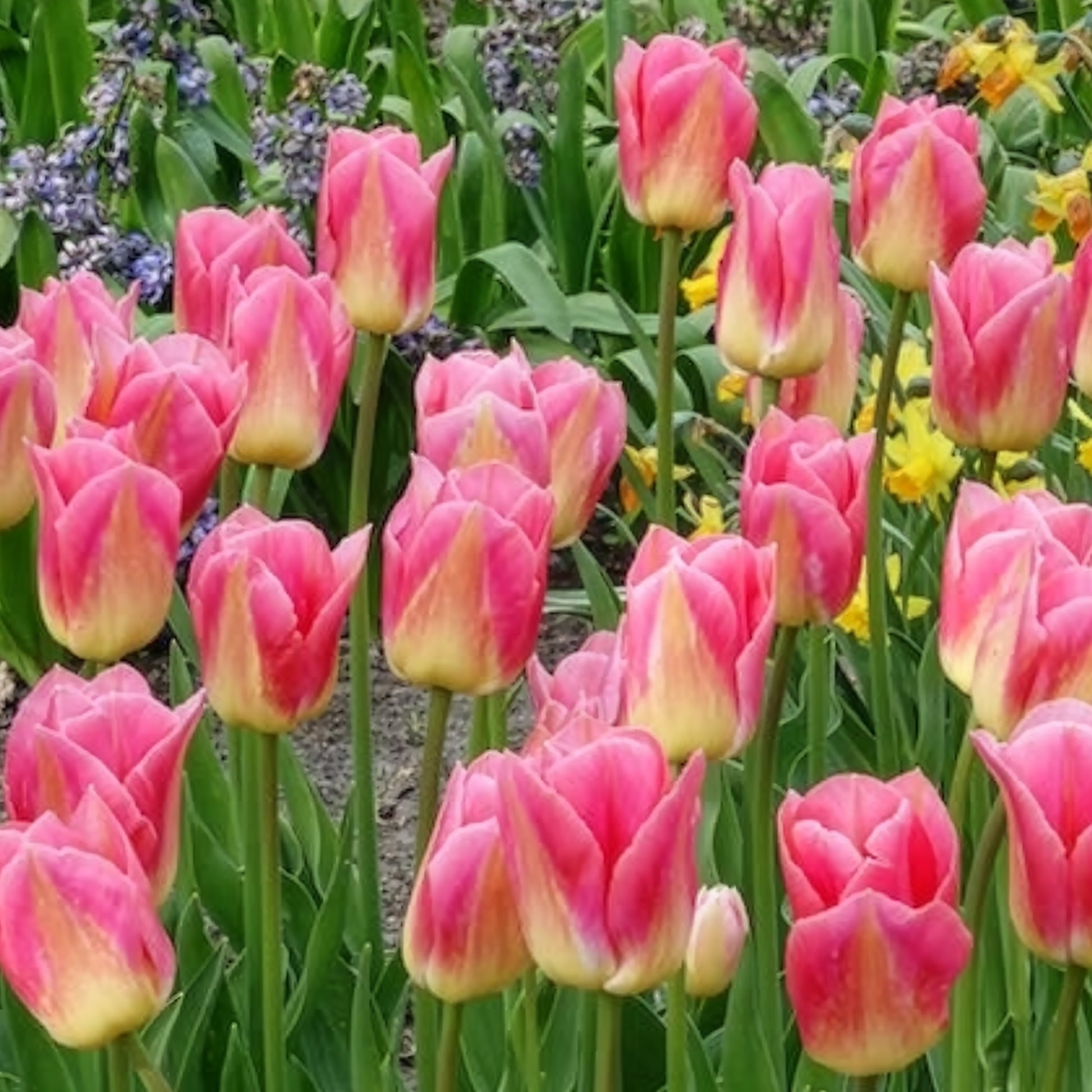 Tulpen-Zwiebeln - Triumph-Tulpen Tom Pouce - Tulipa 'tom pouce'