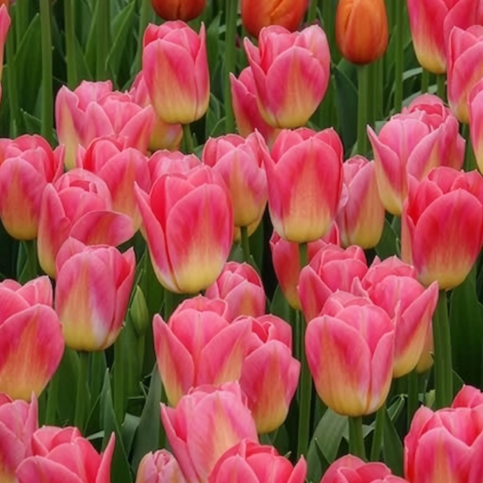 Verkauf Triumph-Tulpen Tom Pouce - Tulipa 'tom pouce'
