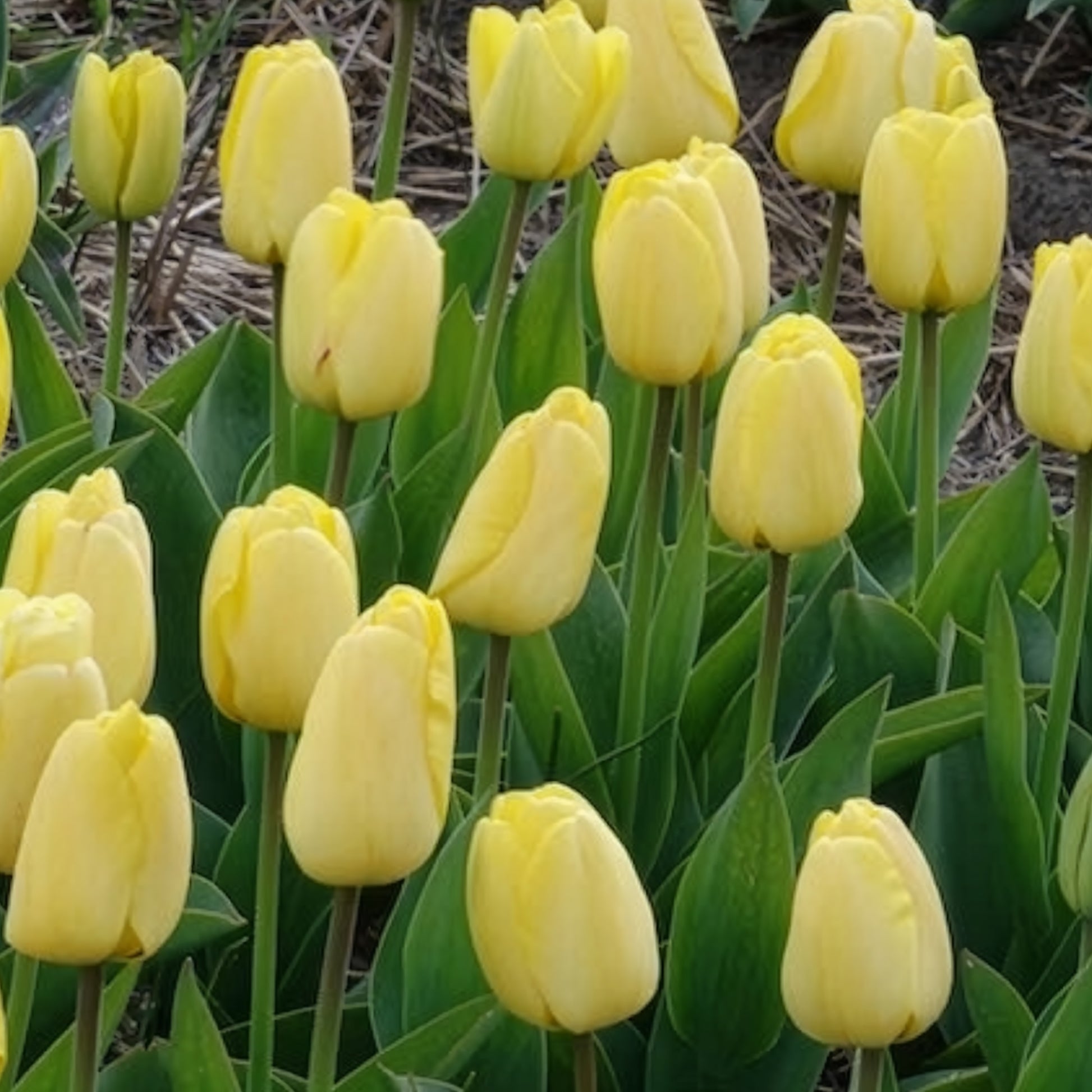 Verkauf Darwin-Tulpen Golden Parade