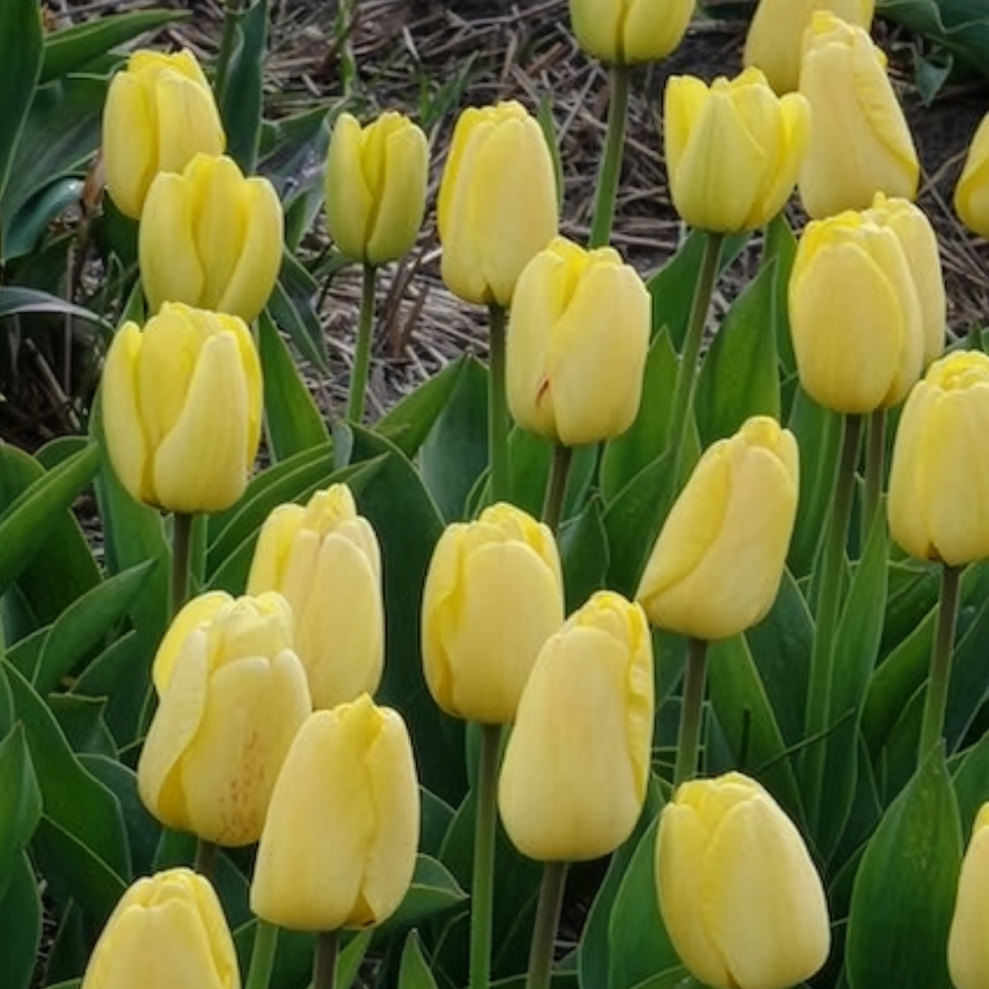 Tulpen-Zwiebeln - Darwin-Tulpen Golden Parade - Tulipa 'golden parade'