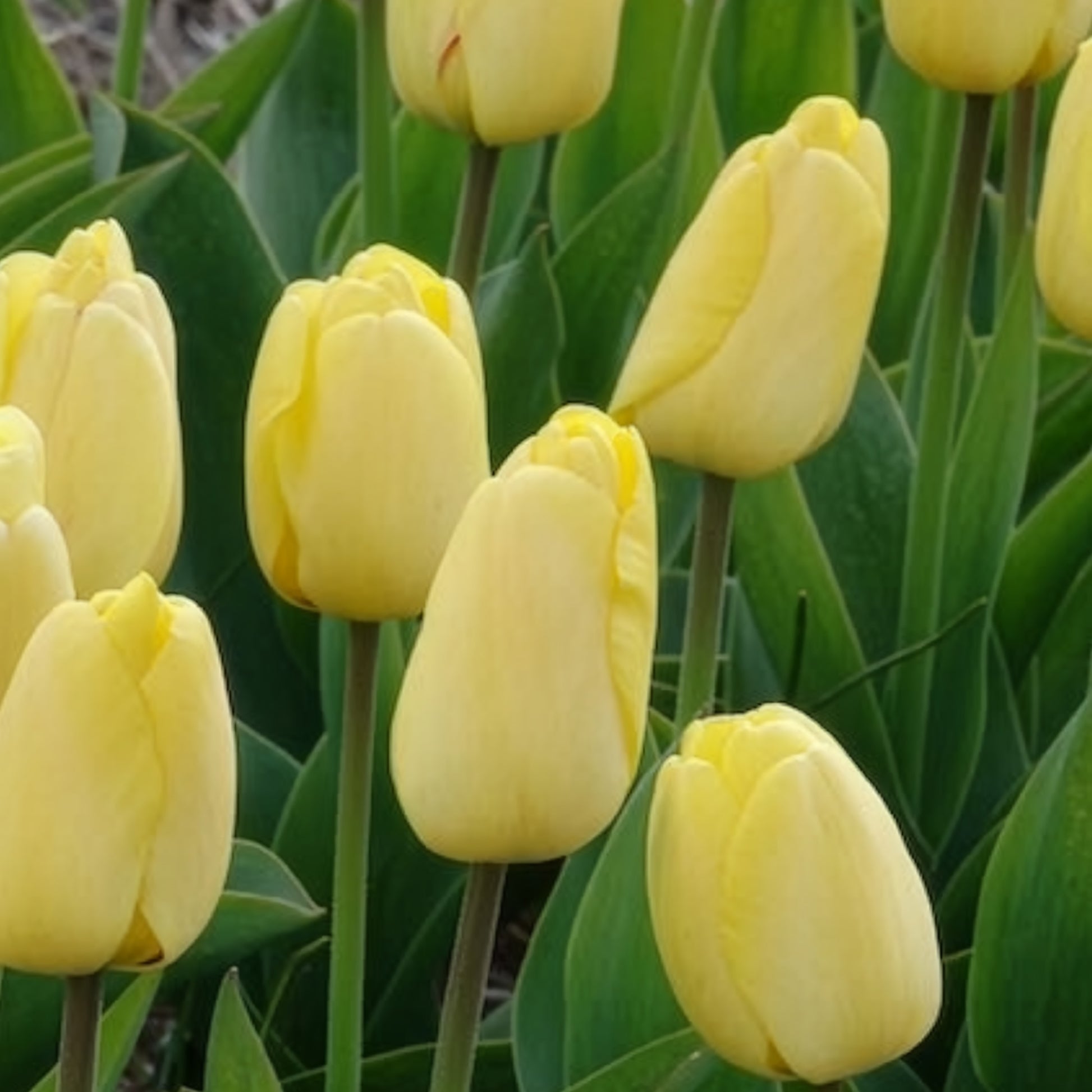 Tulipa 'golden parade' - Darwin-Tulpen Golden Parade - Tulpen-Zwiebeln