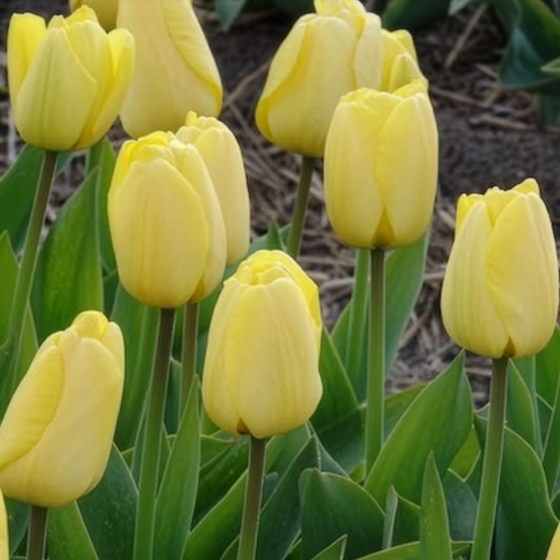 Verkauf Darwin-Tulpen Golden Parade - Tulipa 'golden parade'