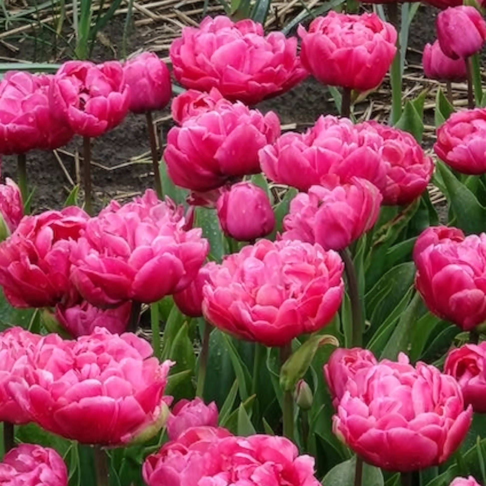 Tulipa 'amazing grace' - Doppelte Tulpen Amazing Grace - Tulpen-Zwiebeln
